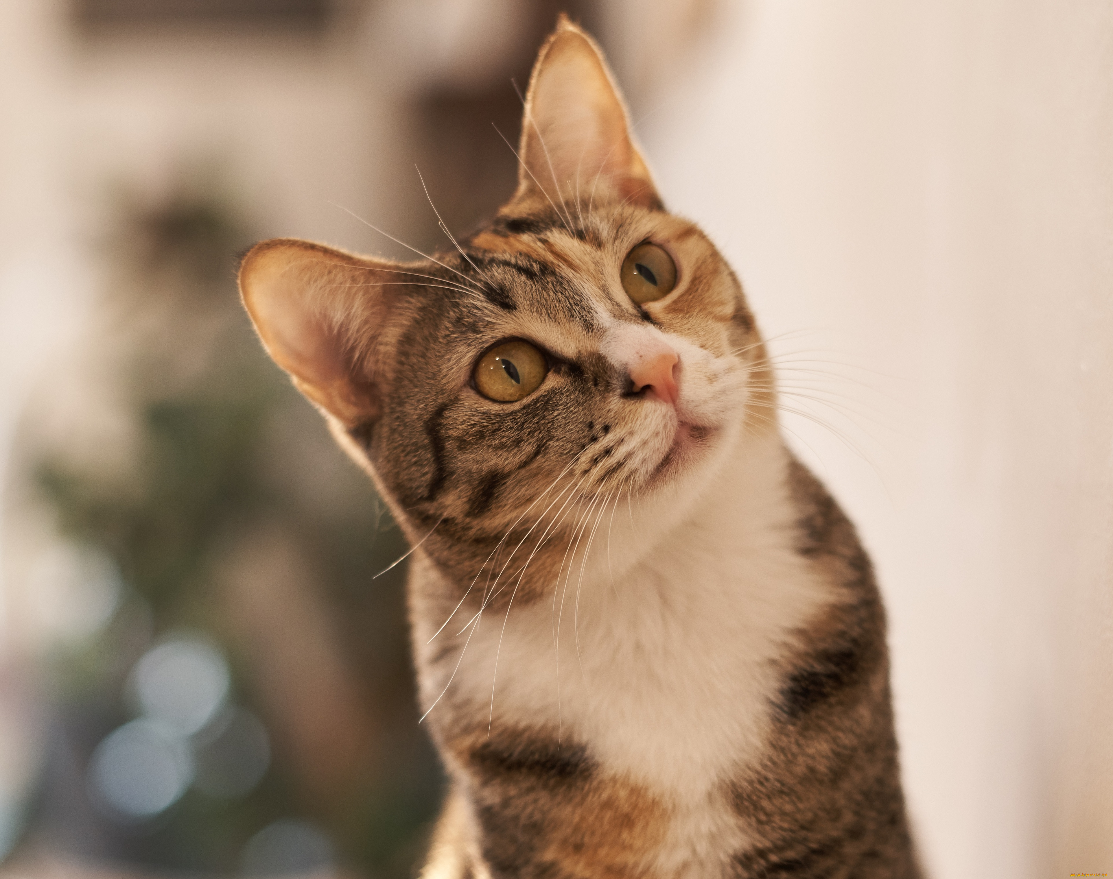 животные, коты, кошка, кот, киса, взгляд, коте