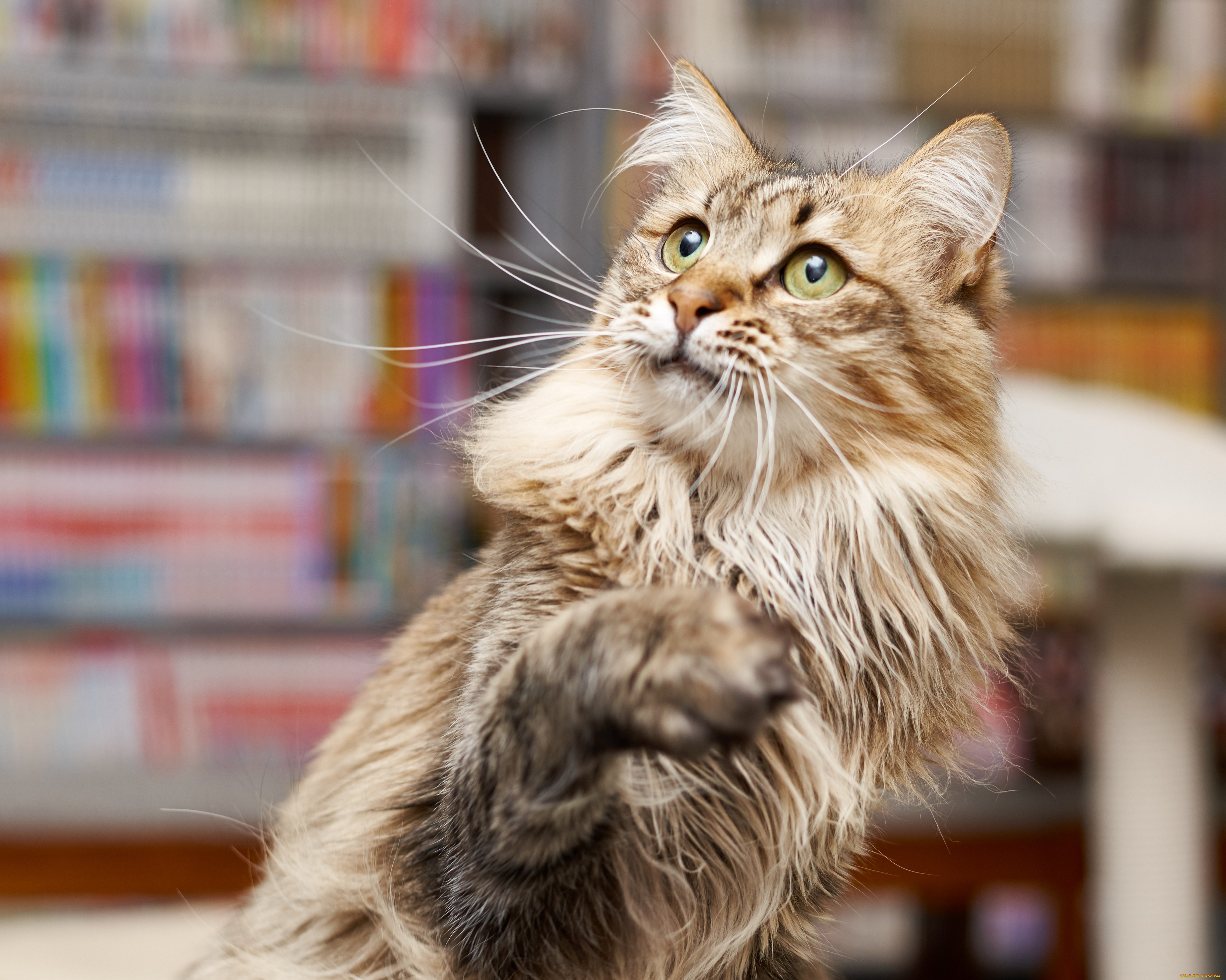 животные, коты, кошка, коте, взгляд, кот, киса