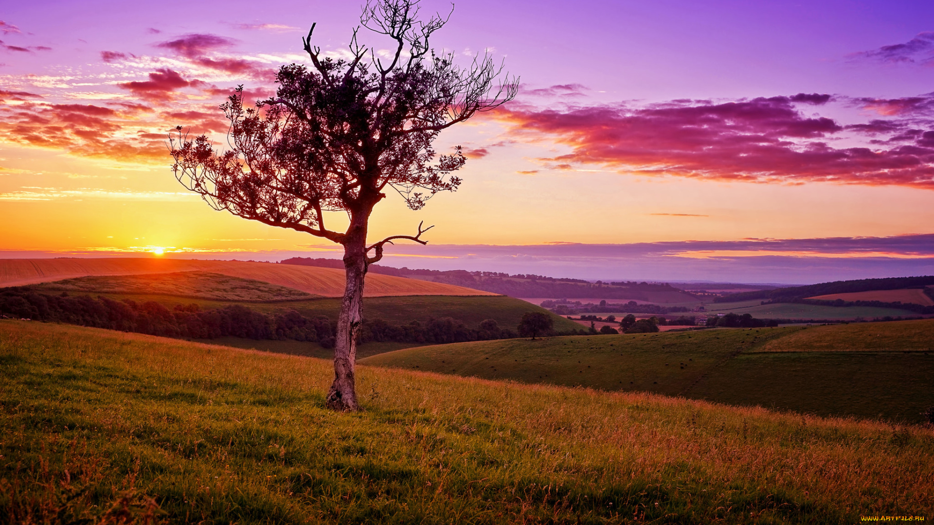 природа, восходы, закаты, дерево, закат