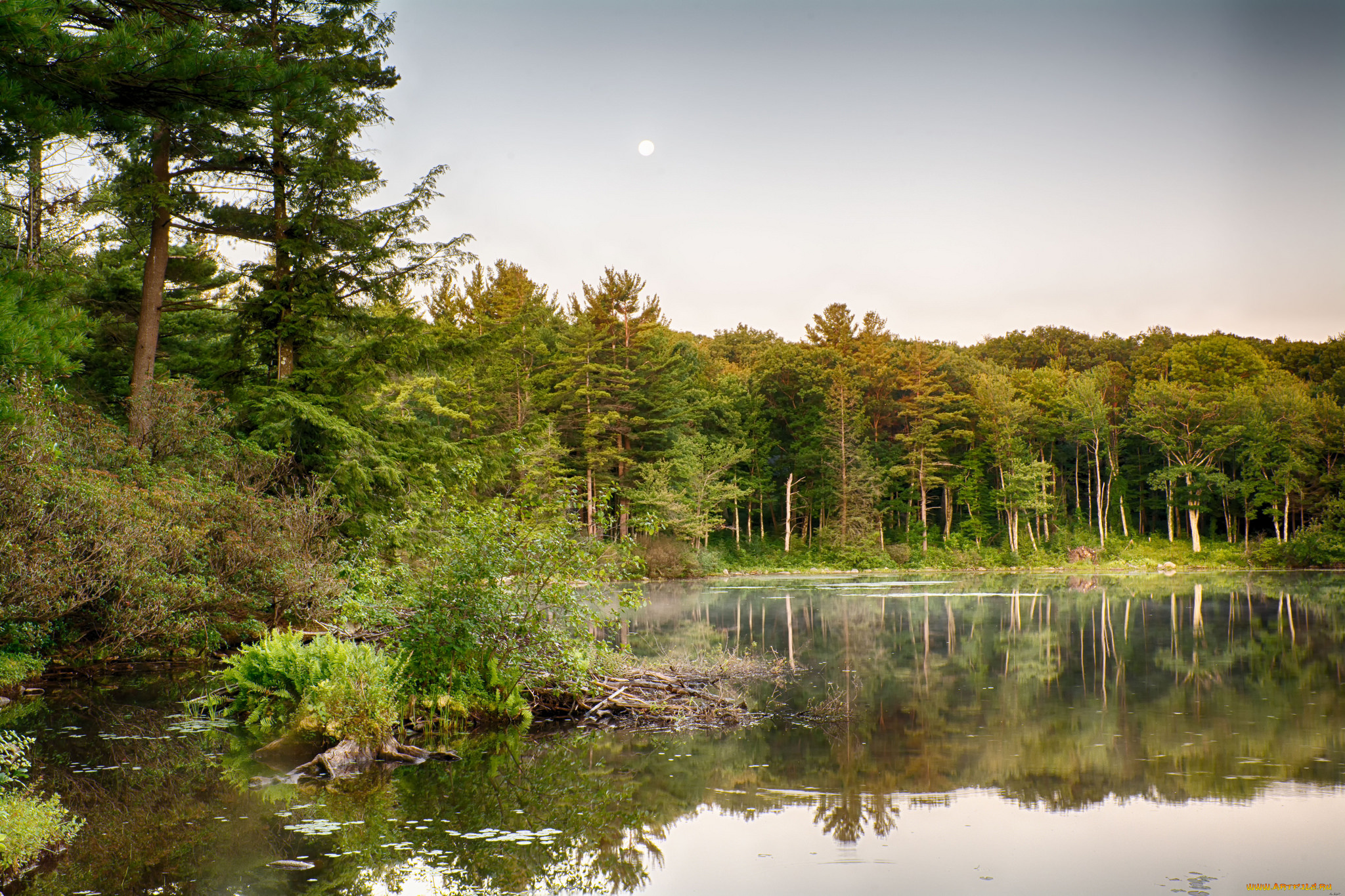 природа, реки, озера, река, лес