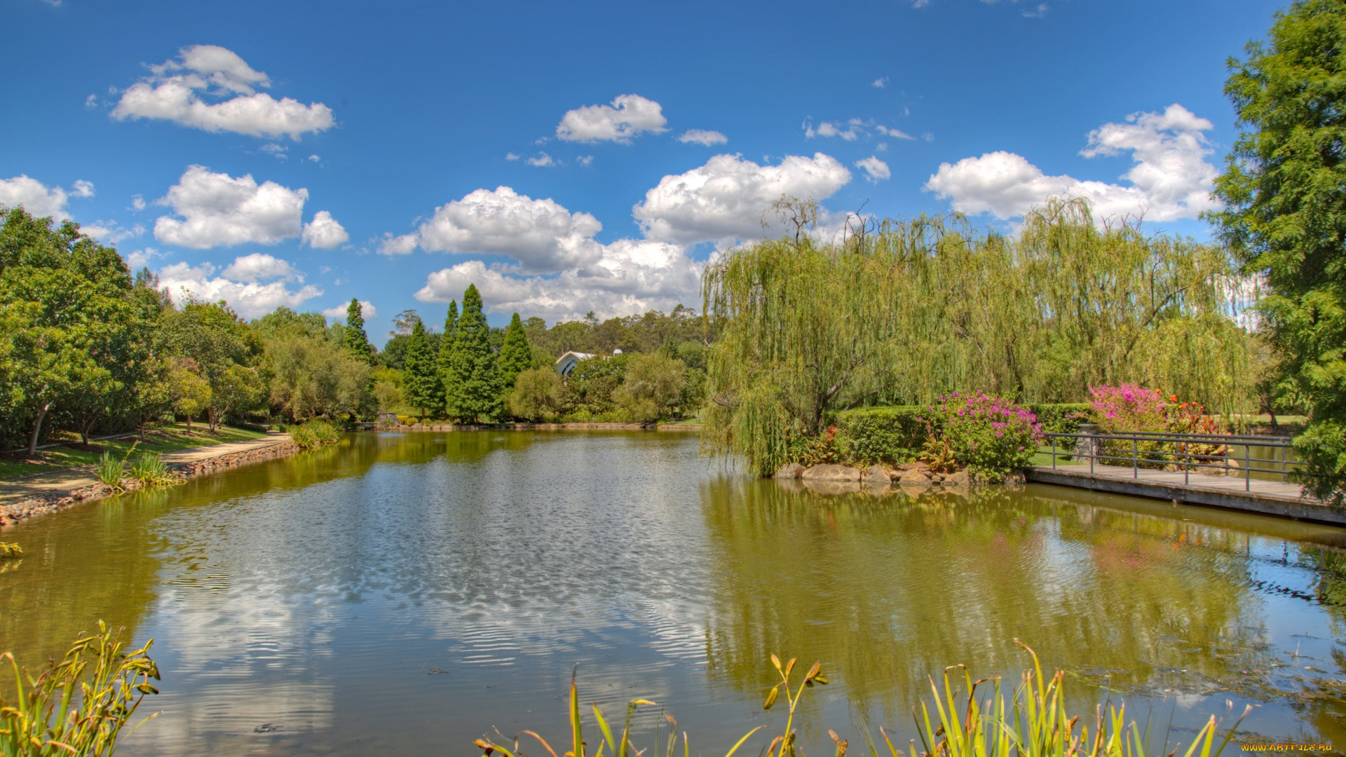 австралия, природа, парк, цветы, мост, водоем, облака, деревья, растения