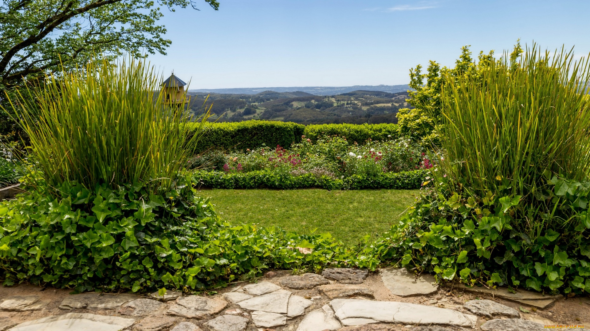 австралия, природа, парк, деревья, цветы, дорожка, растения