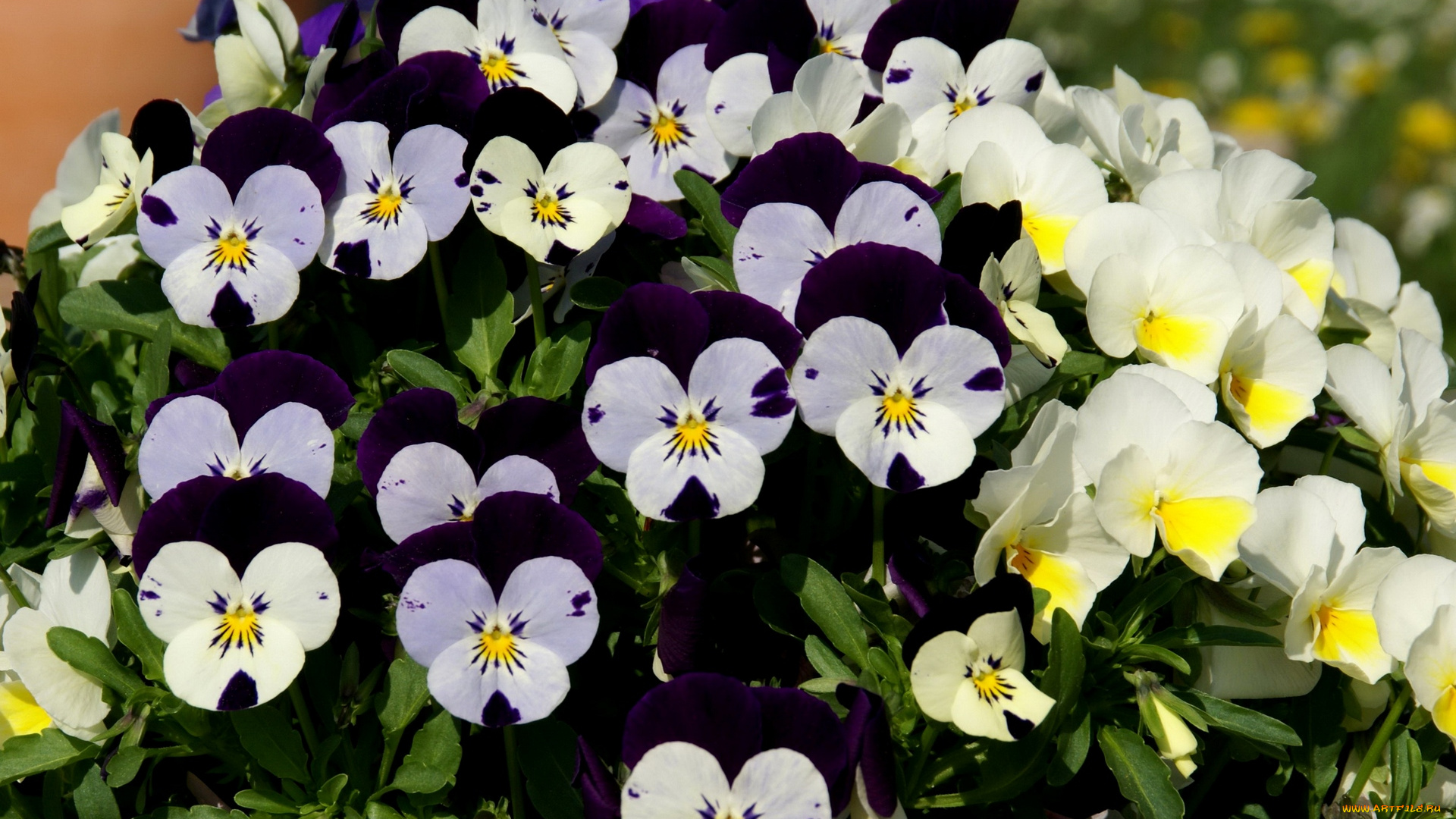 цветы, анютины, глазки, , садовые, фиалки, разноцветные