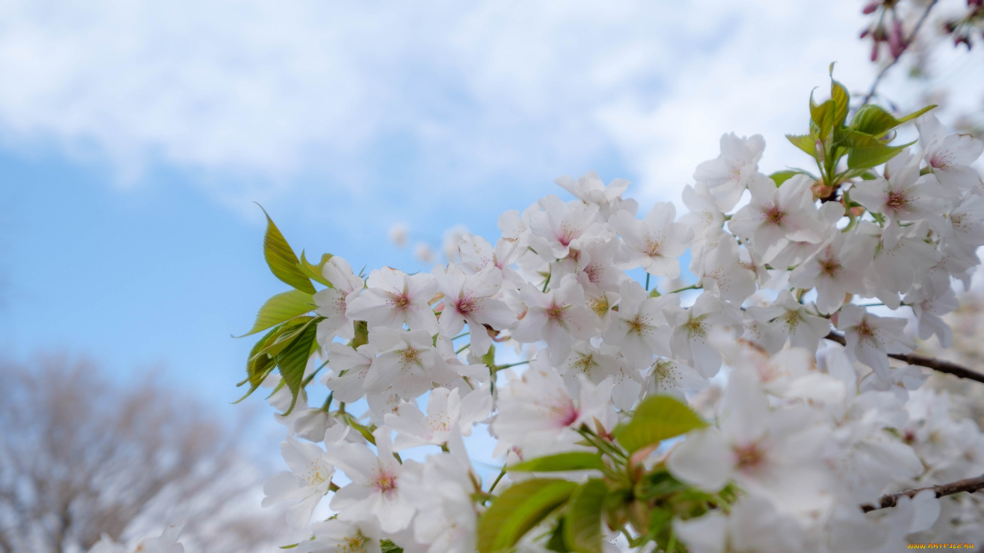цветы, цветущие, деревья, , , кустарники, весна, деревья, яблоня