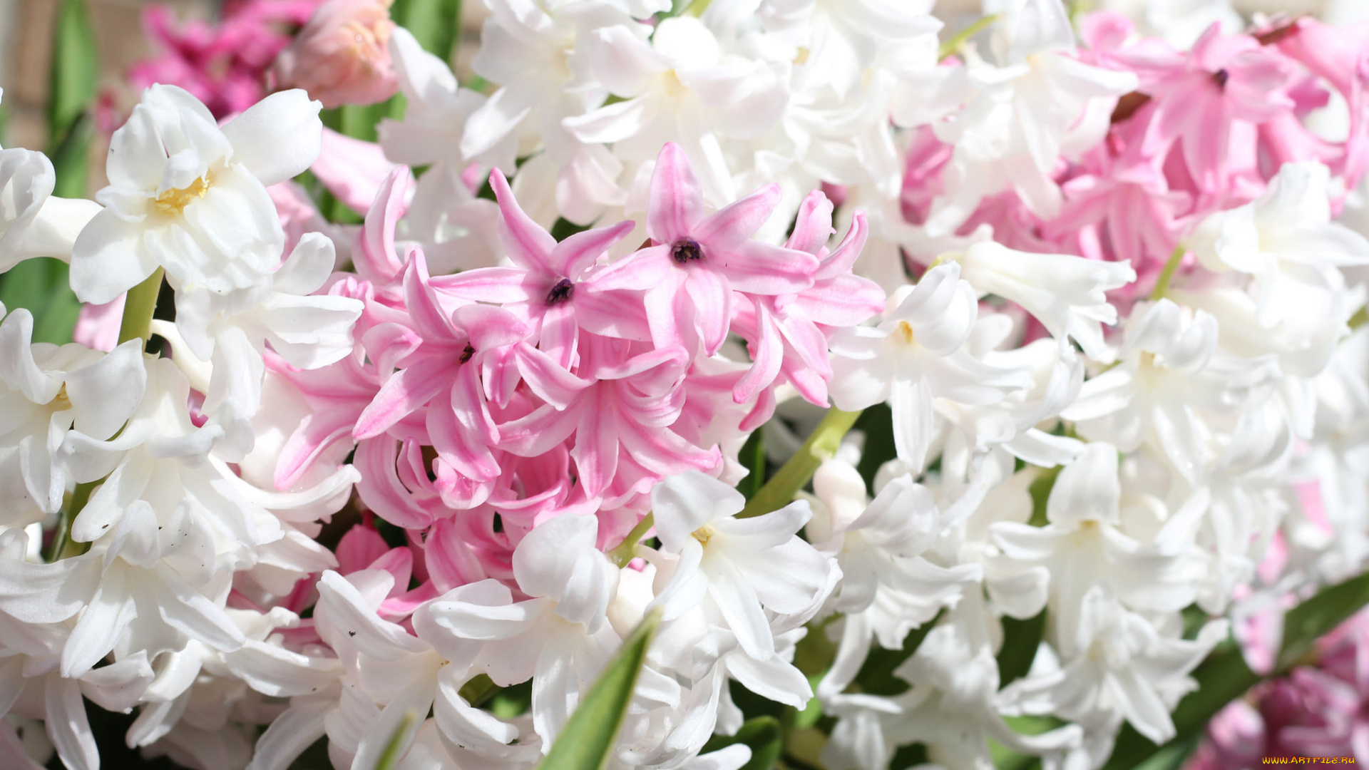 цветы, гиацинты, цветок, гиацинт, цветочки, белый