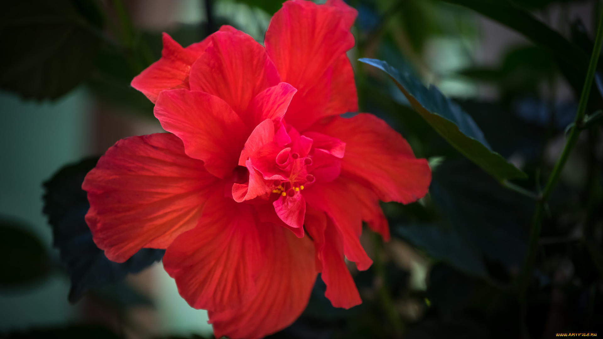 цветы, гибискусы, красный, гибискус, цветение, листики, тычинка