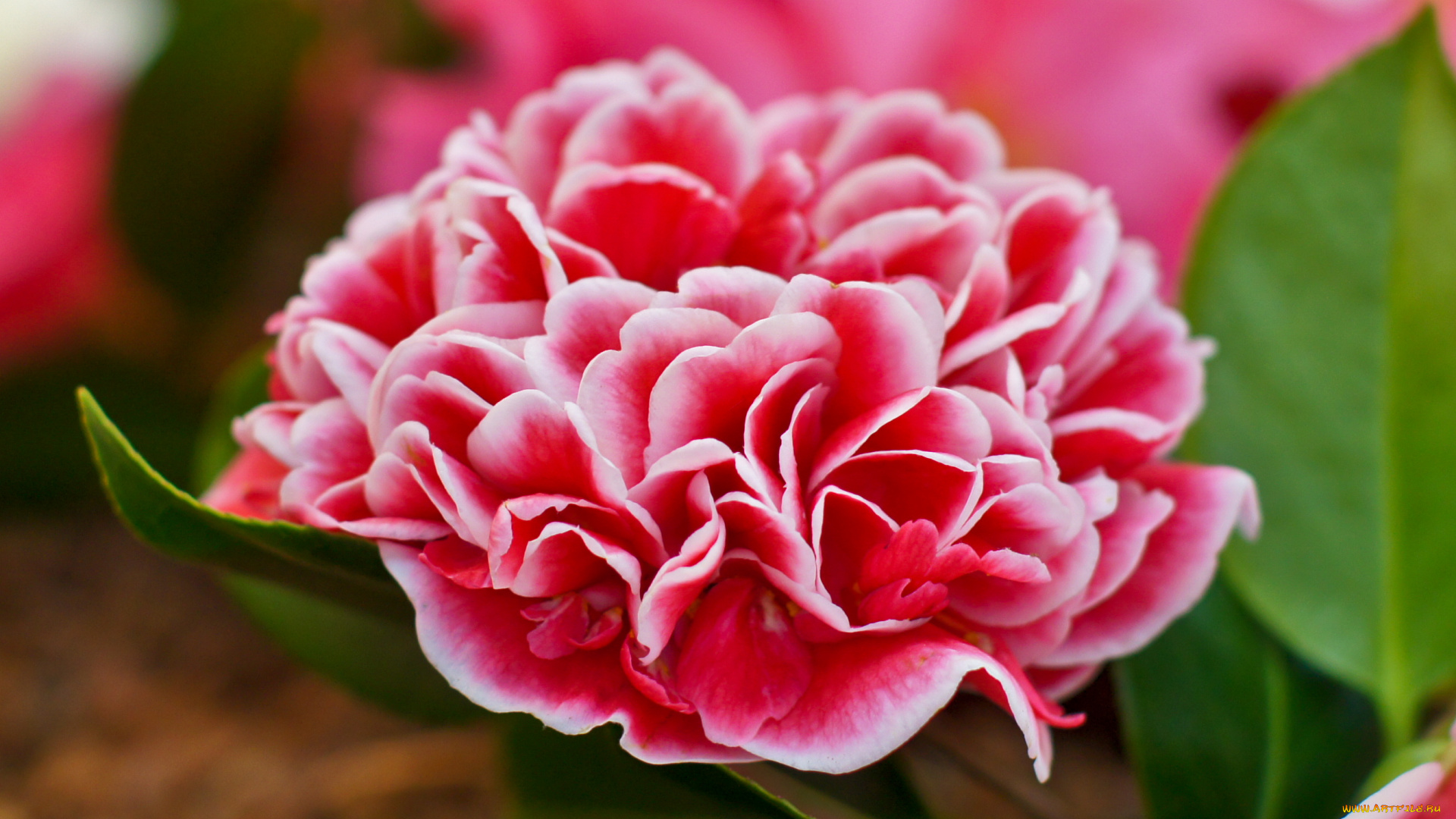 цветы, камелии, бутон, камелия, листья, shrubs, flowering, bud, leaf, camellia, кустарник, цветение