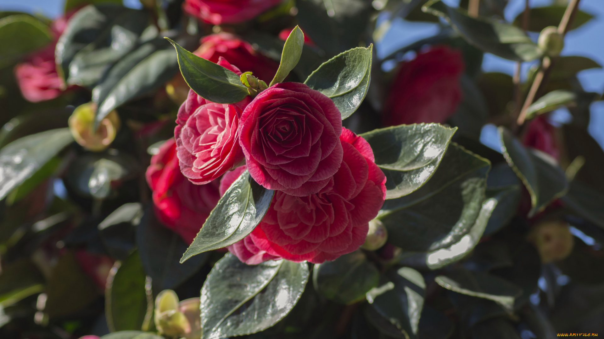 цветы, камелии, бутон, листья, камелия, лепестки, нежность, цветение, розовая