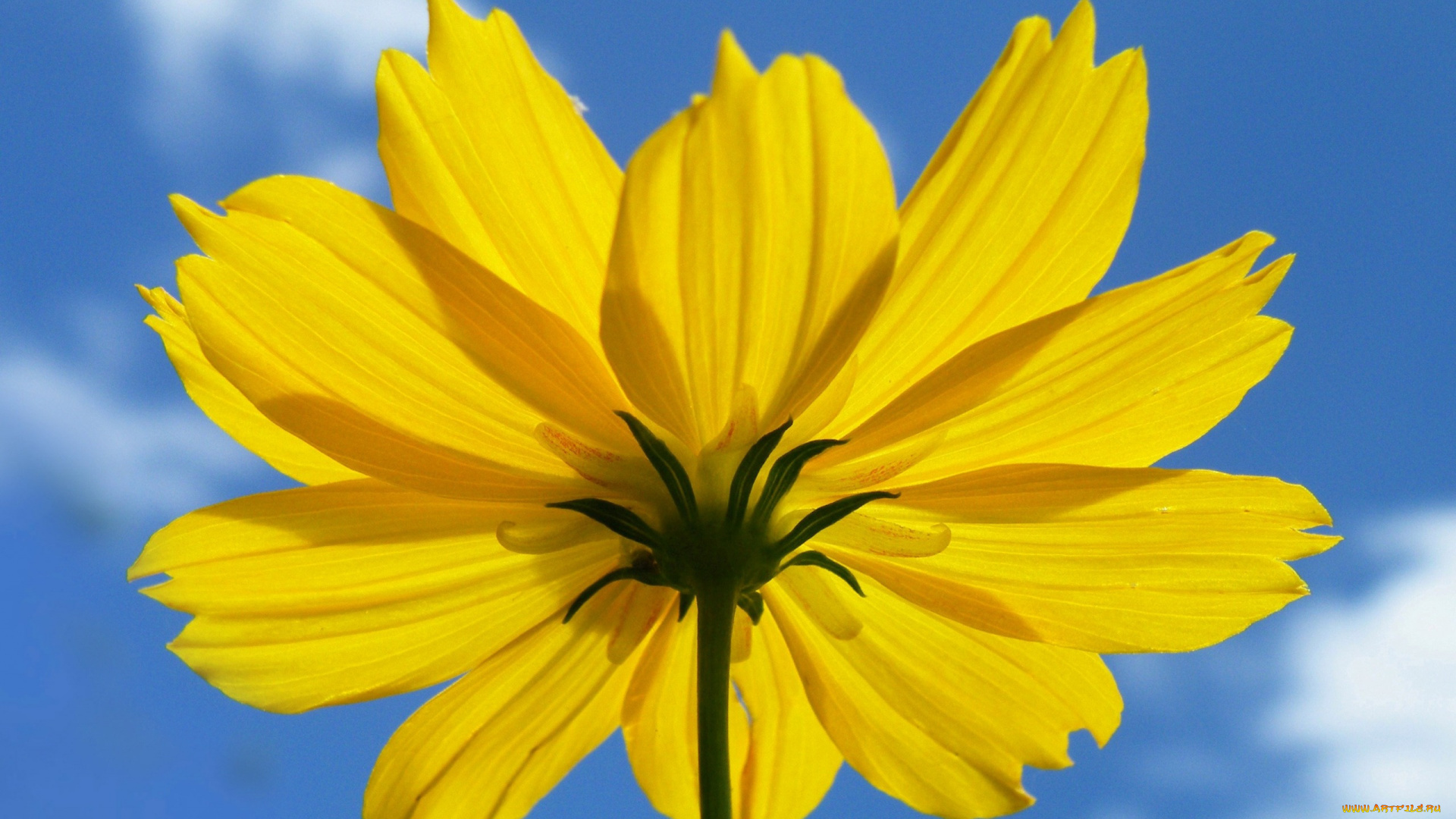 цветы, космея, цветок, лепестки, облака, небо