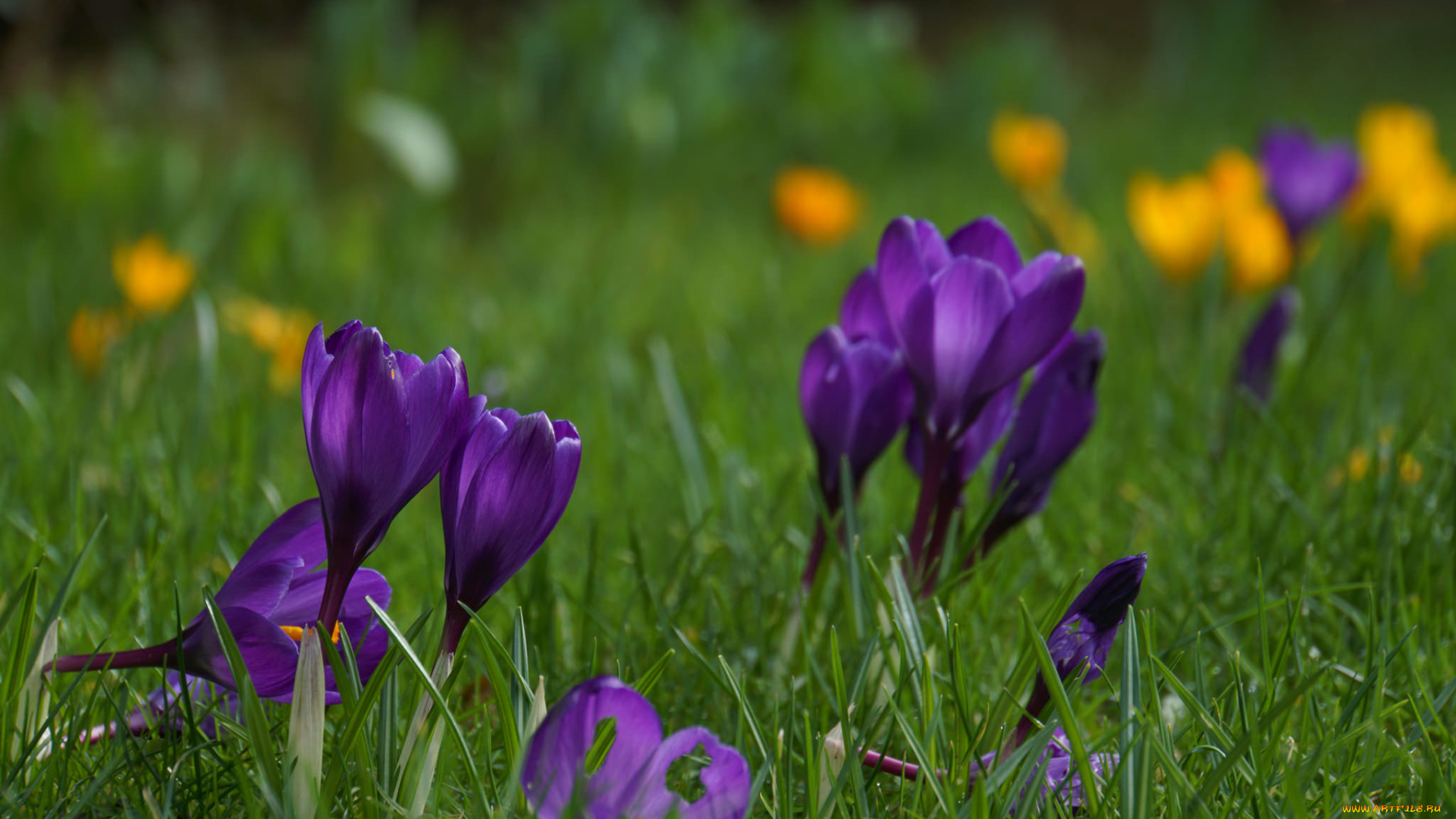 цветы, крокусы, капли, зелень, цветение
