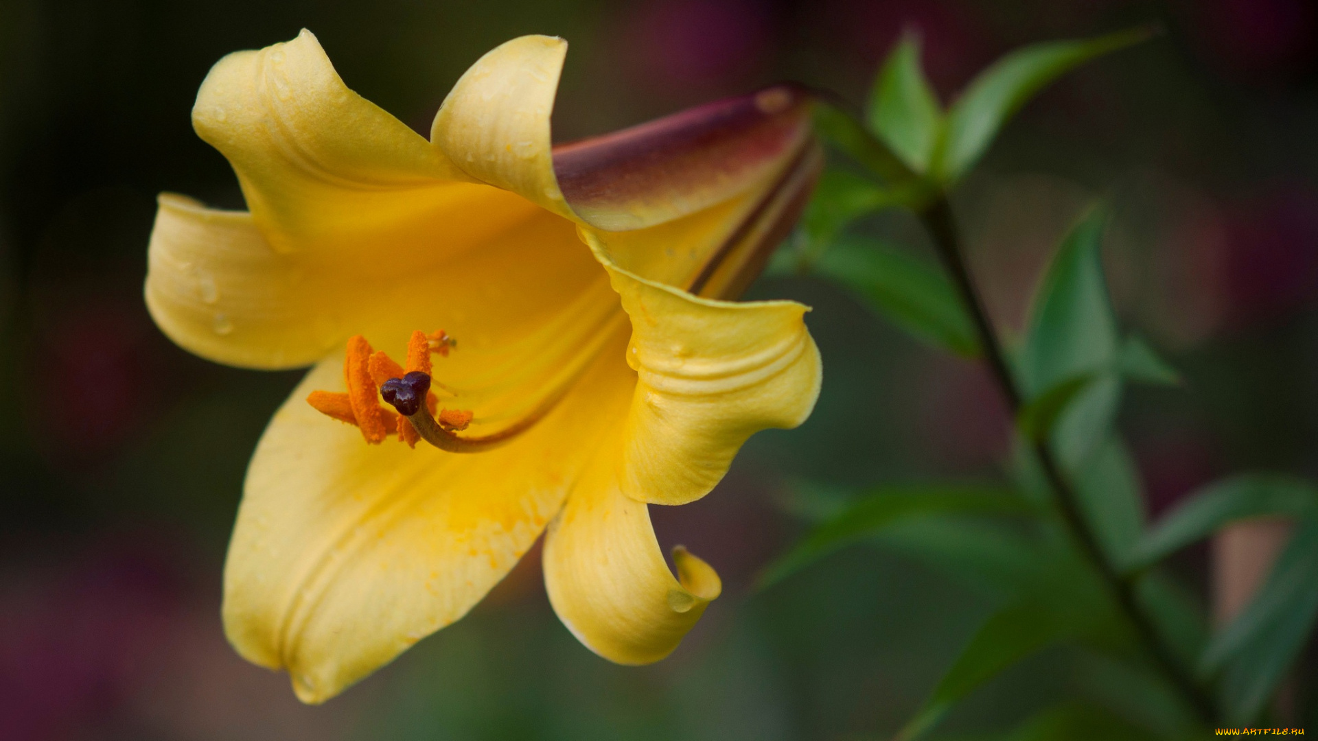 цветы, лилии, , лилейники, лилия, макро, лепестки