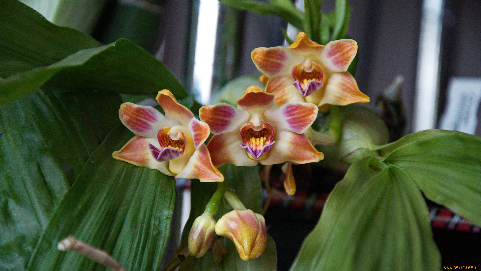 цветы, орхидеи, яркая, орхидея, цветение, лепестки