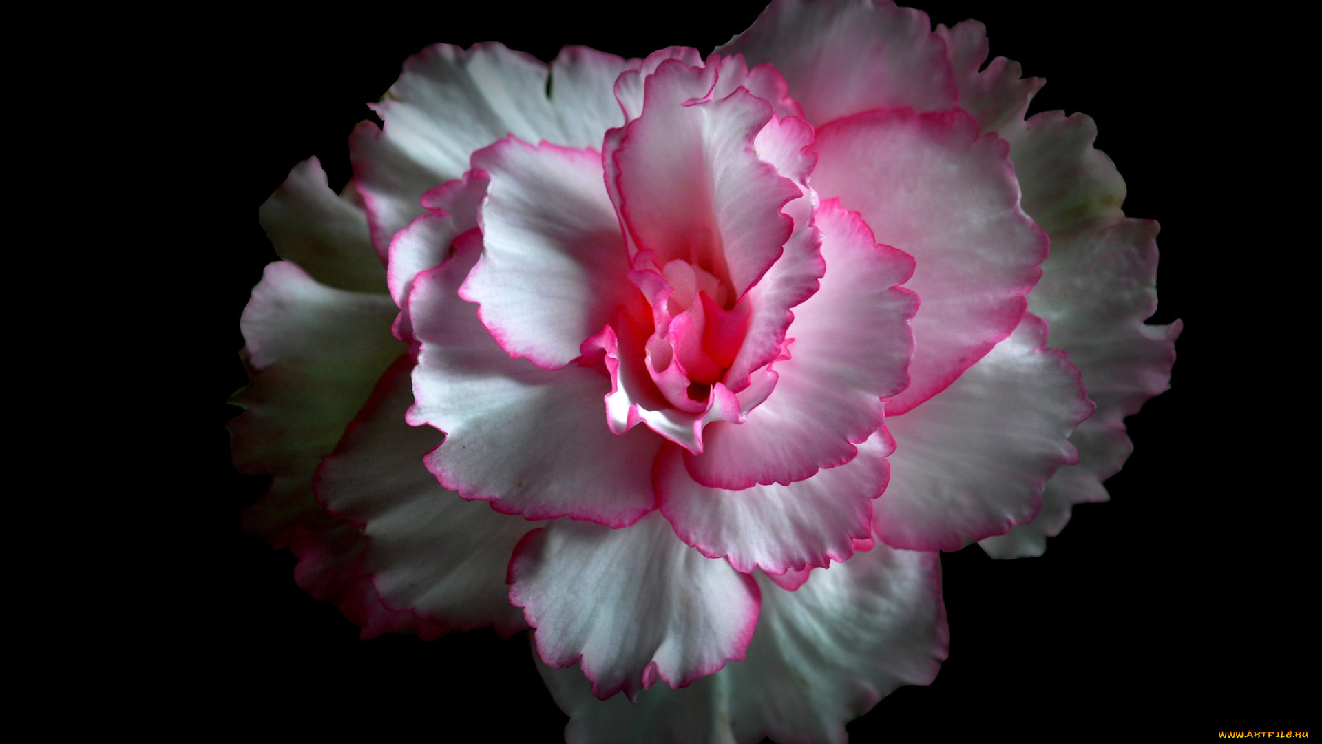 цветы, ранункулюс, , азиатский, лютик, лепестки, краски, фон, цветок