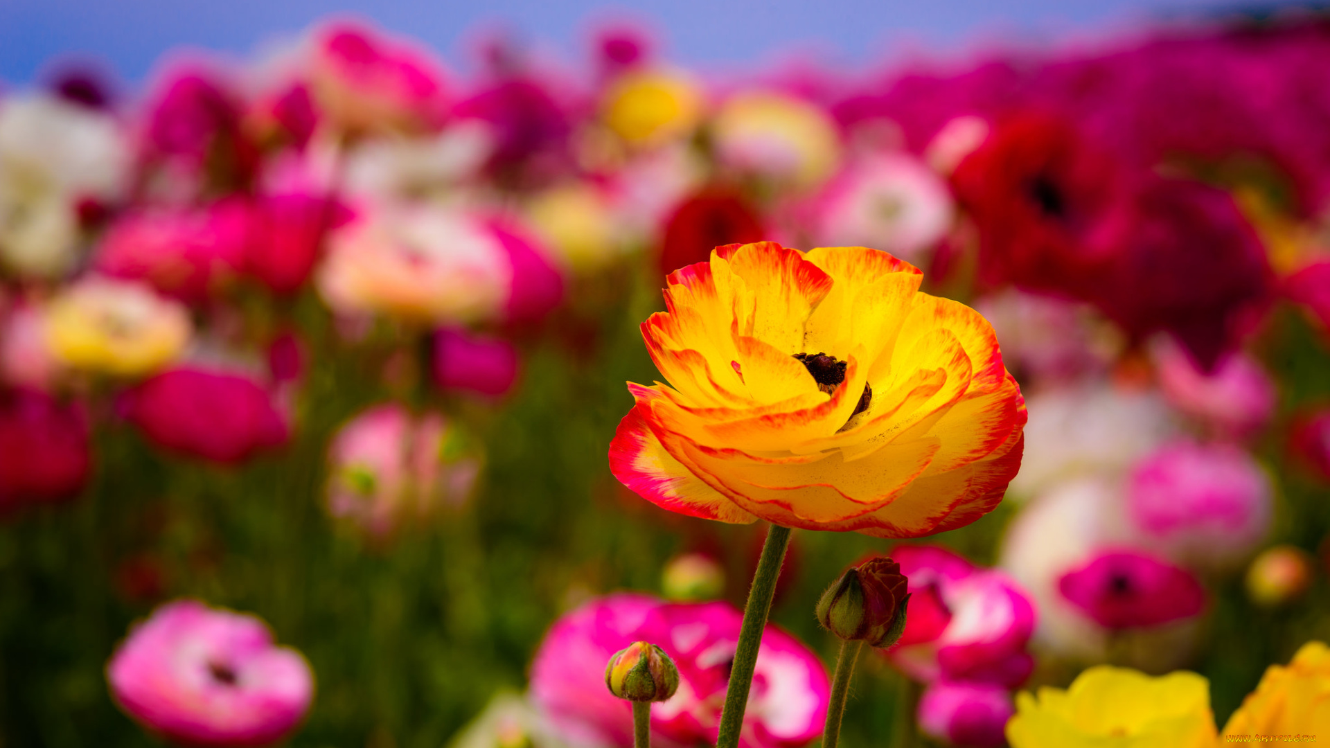 цветы, ранункулюс, , азиатский, лютик, оранжево-красный, цветок, макро, цветение