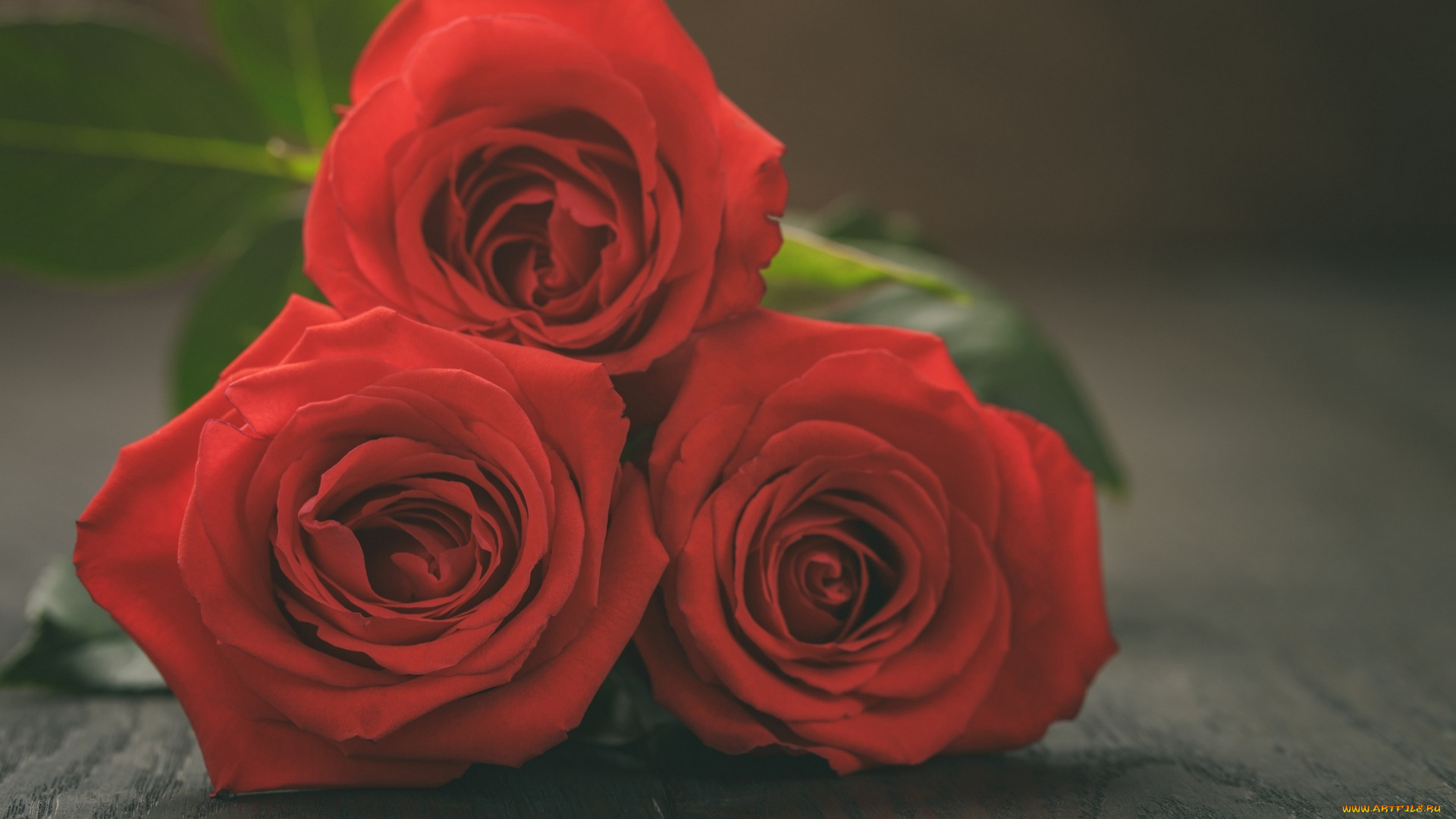 цветы, розы, букет, красный, цвет