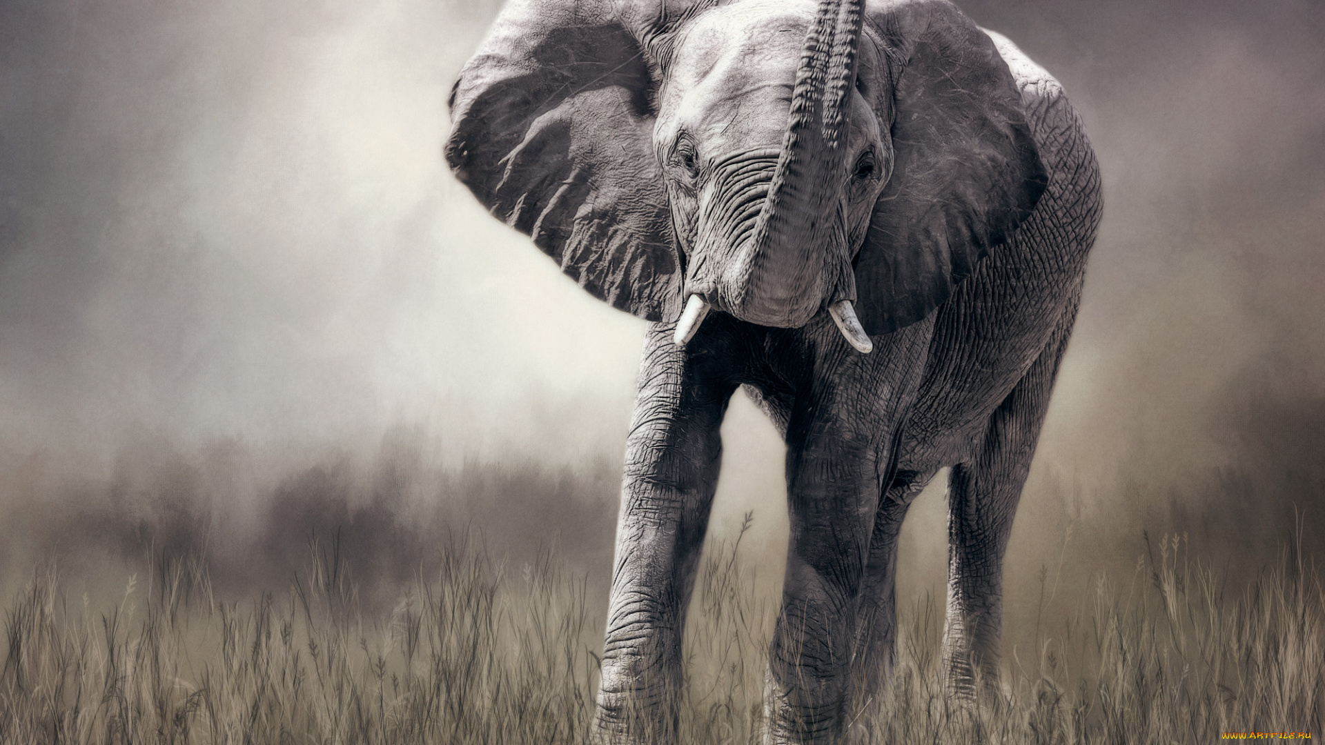 рисованное, животные, трава, луг, животное, хобот, слон