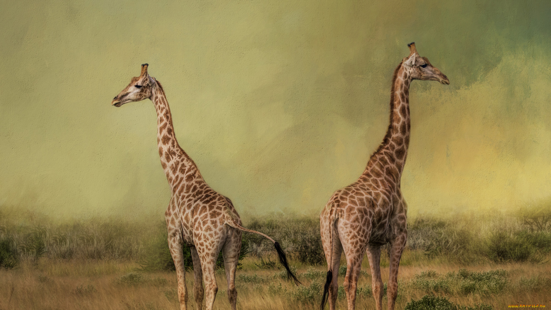 рисованное, животные, животное, жирафы, трава, луг