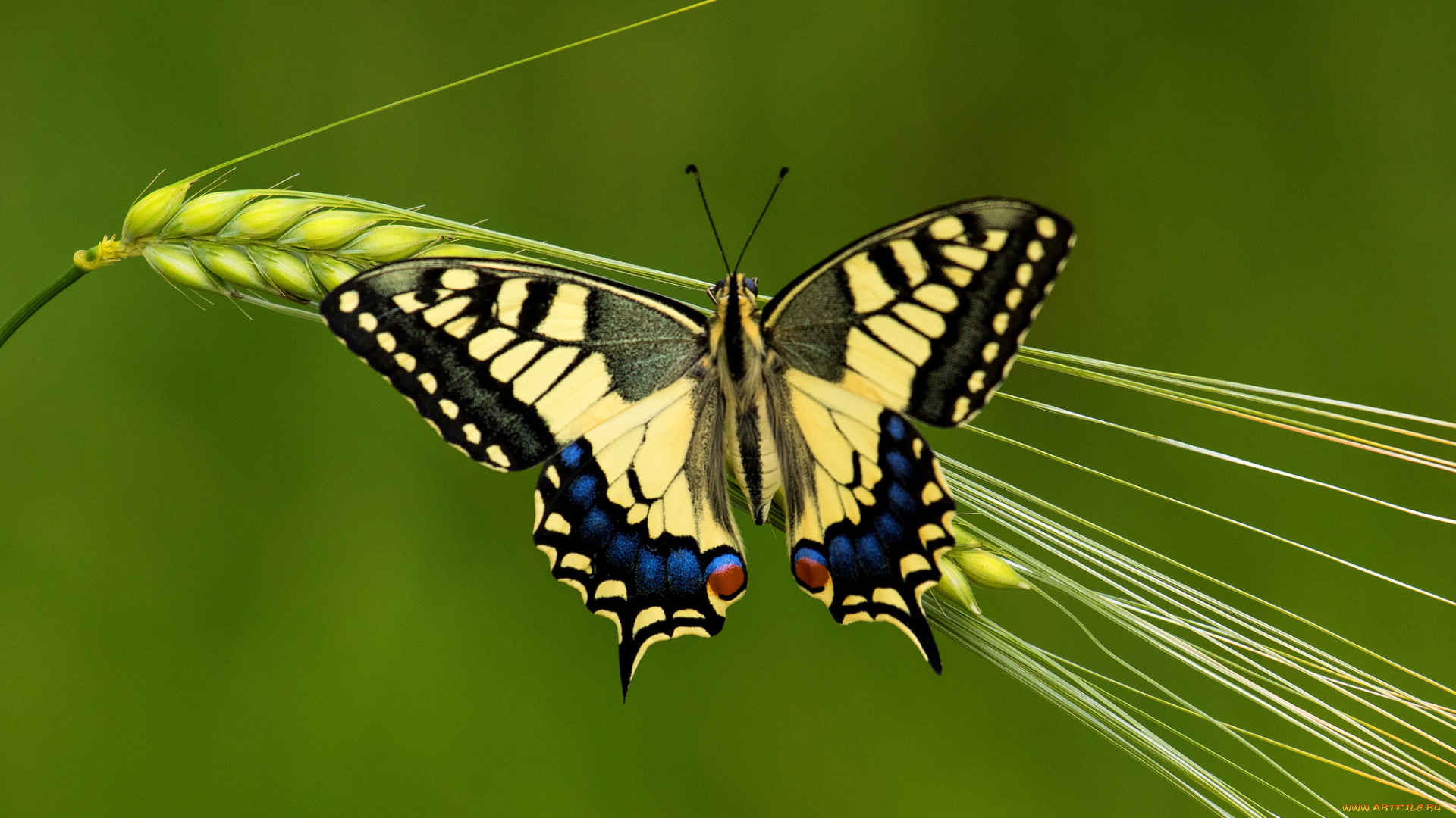 животные, бабочки, , мотыльки, , моли, бабочка