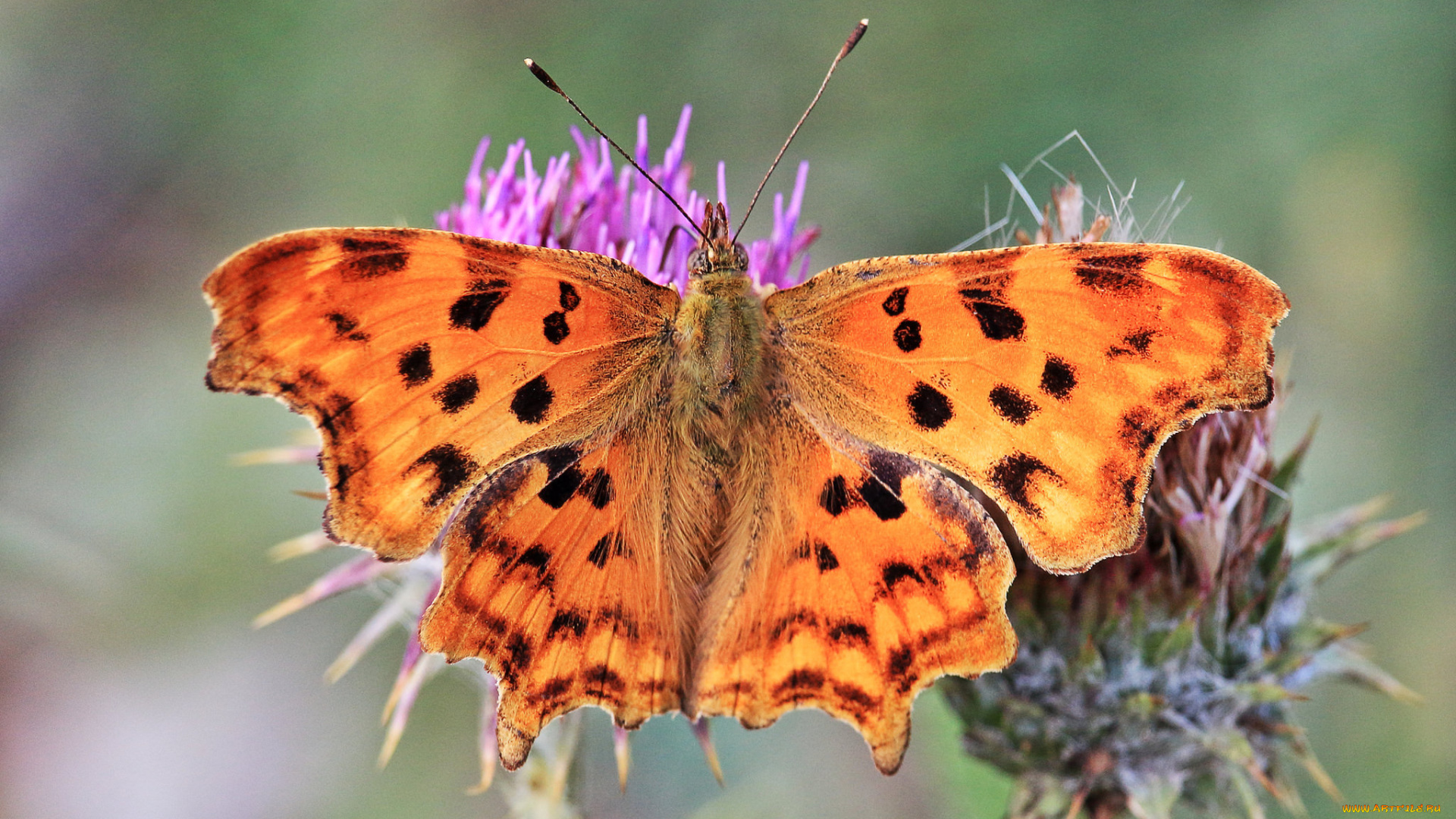 животные, бабочки, , мотыльки, , моли, бабочка