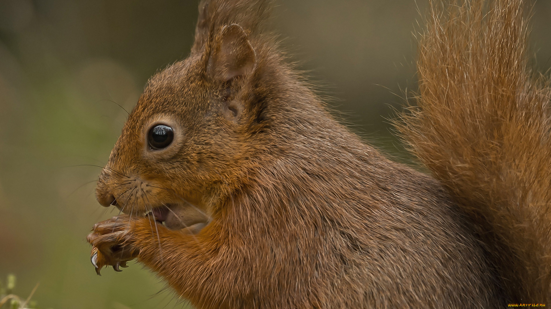 животные, белки, грызун, белочка, белка, хвост
