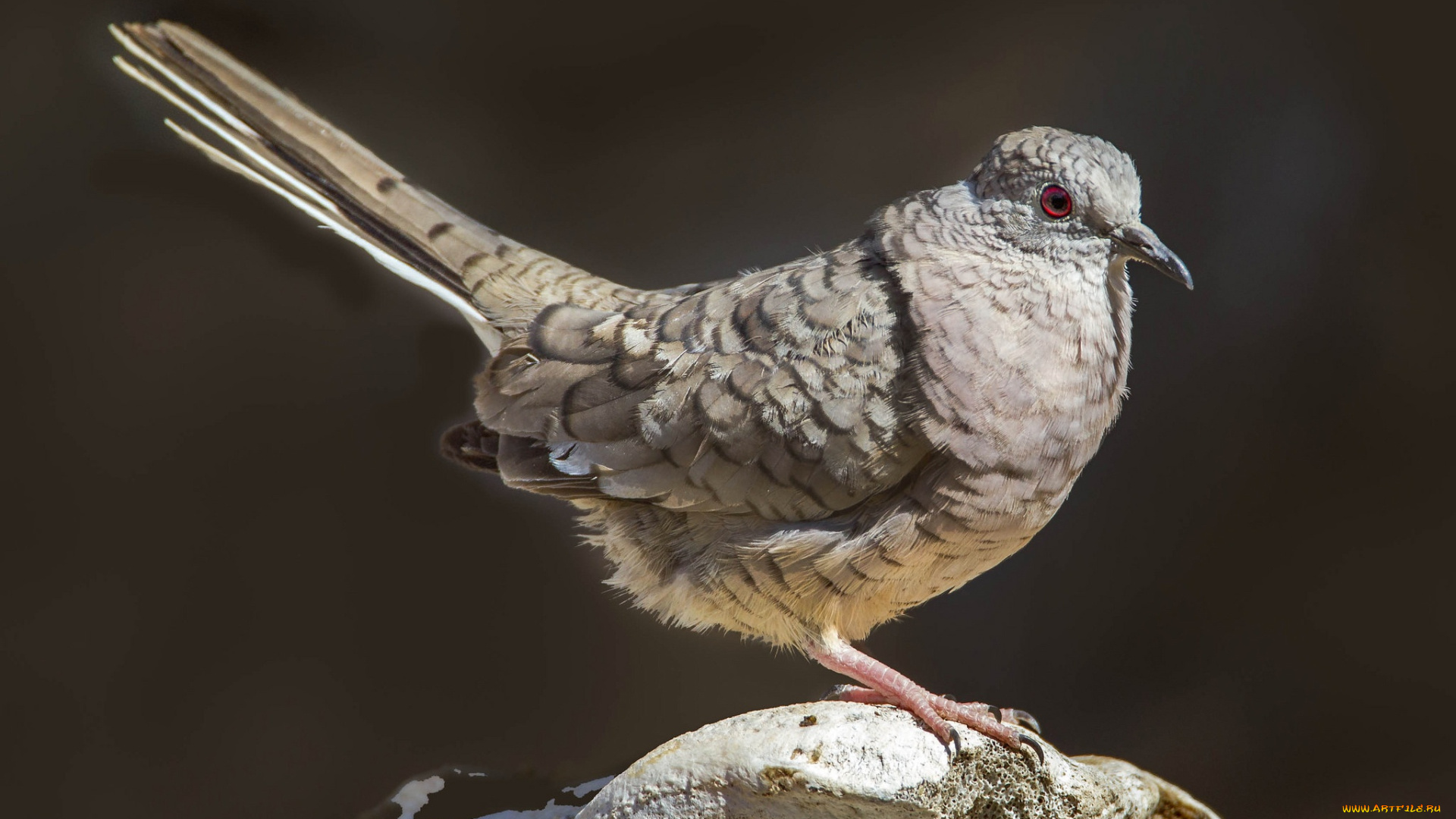 животные, голуби, инкская, горлица, хвост, птица