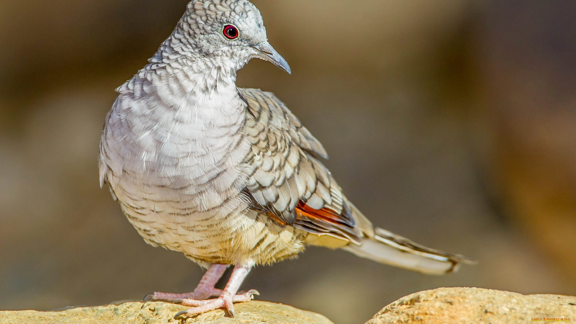 животные, голуби, клюв, птица, хвост, инкская, горлица