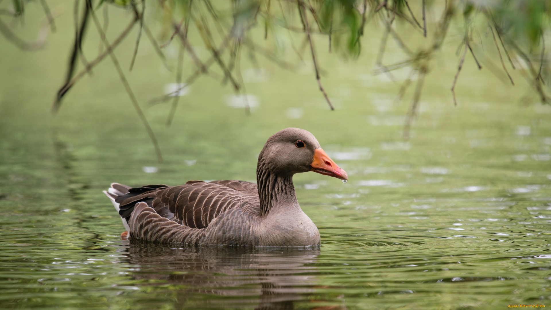 животные, гуси, вода, дикий, гусь, клюв, перышки