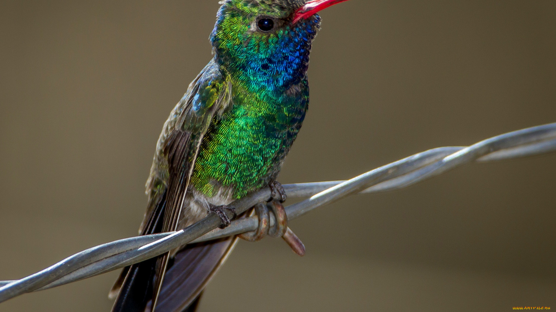 животные, колибри, ширококлювый, колибри-цинантус, клюв, птица