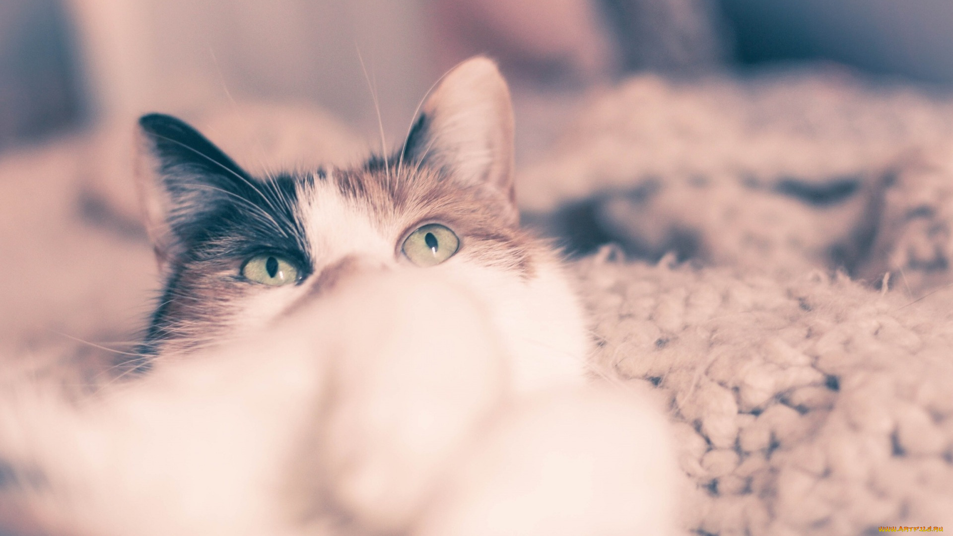 животные, коты, глядя, глаза, кот, уши