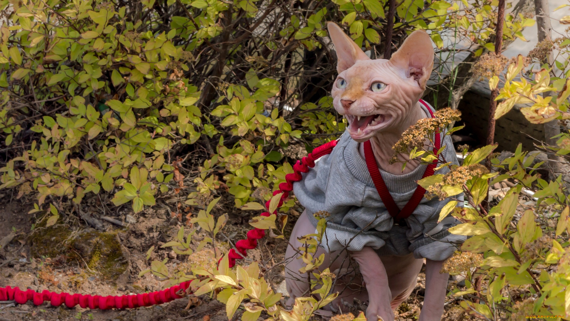 животные, коты, кошка, кот, поводок, кусты, злюка, сфинкс