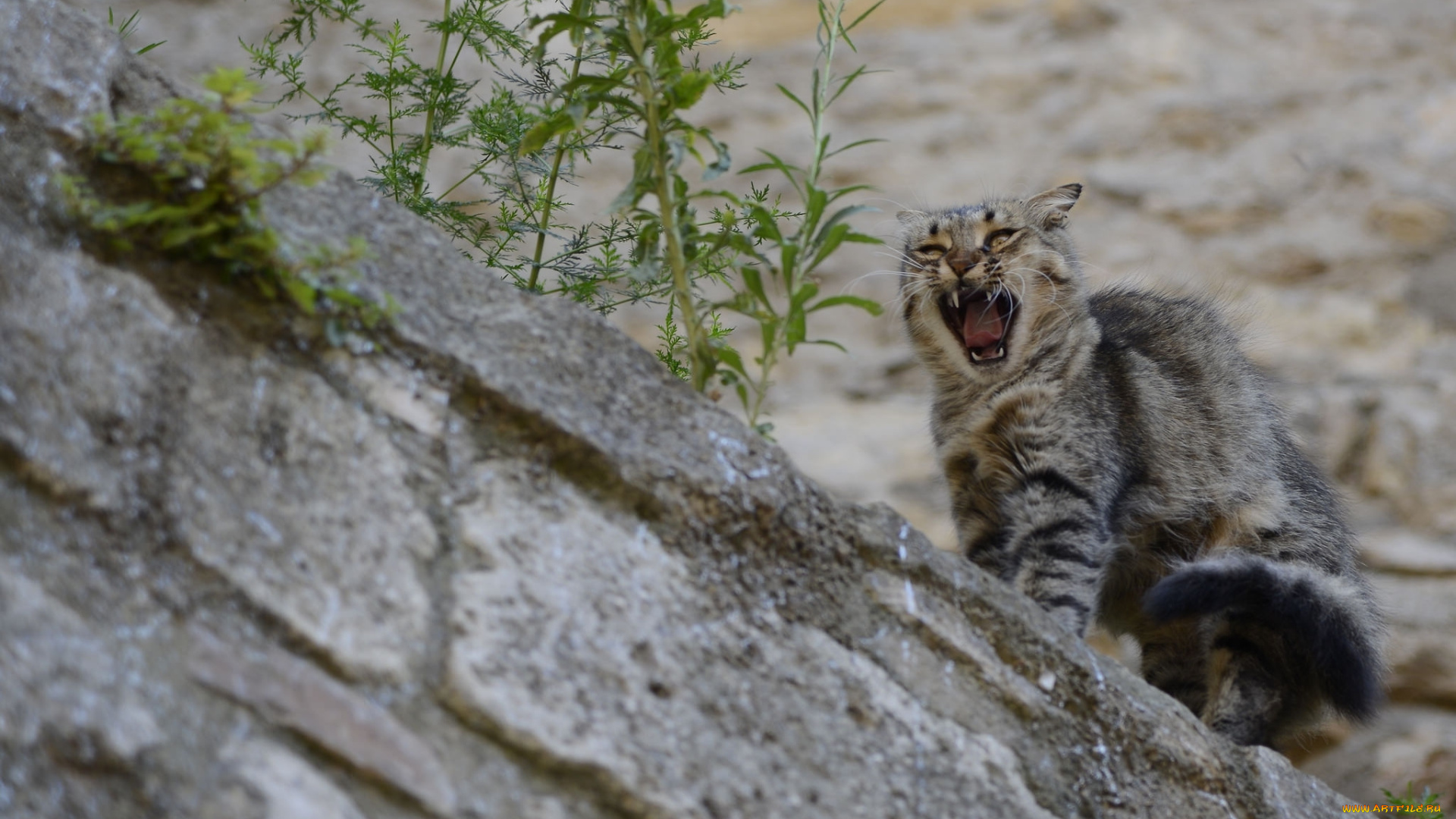 животные, коты, кошка, кот, злюка