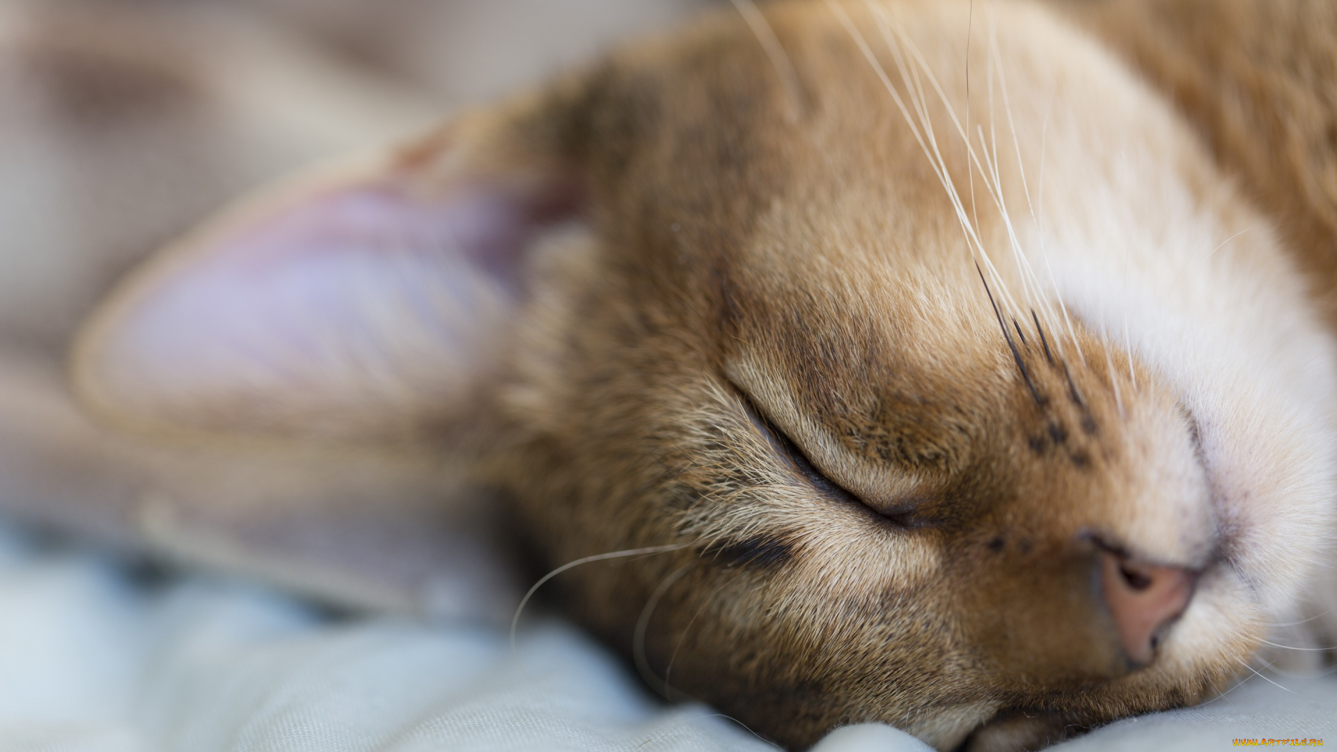 животные, коты, отдых, спит, животное, макро, кот