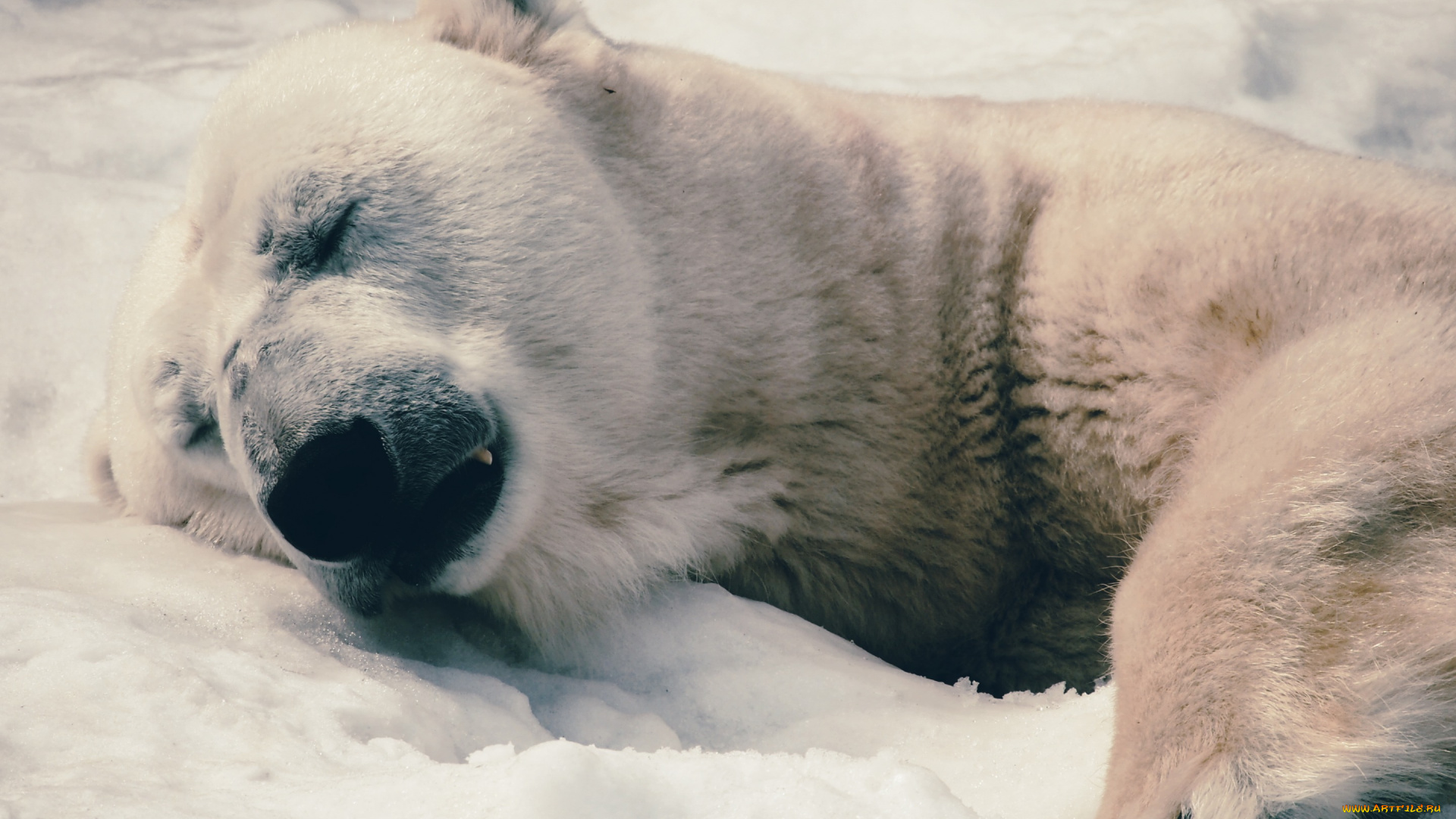 животные, медведи, морда, полярный, медведь, отдых, фон