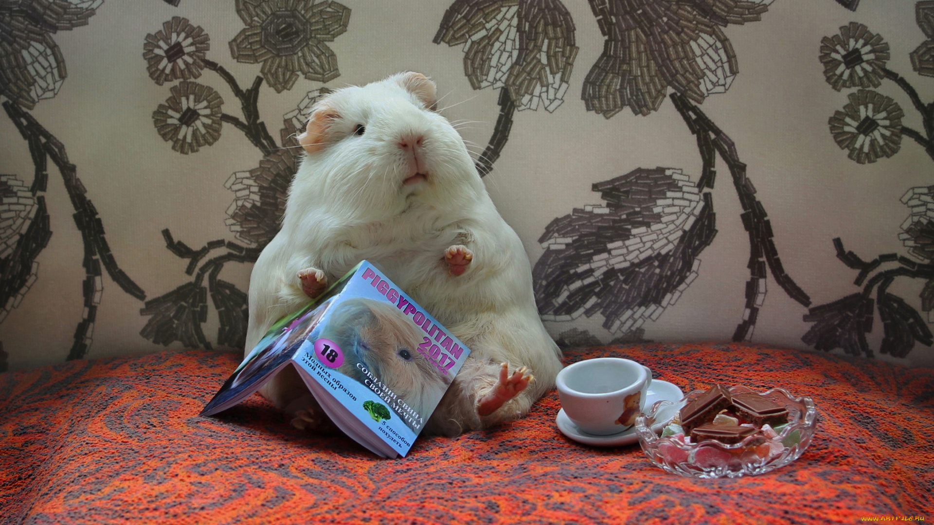 животные, морские, свинки, , хомяки, юмор, сладости, журнал, композиция, май, морские, свинки, весна