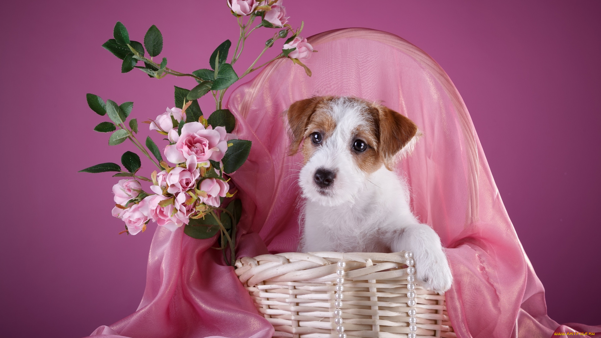 животные, собаки, корзина, силихем-терьер, щенок, ожерелье, розы