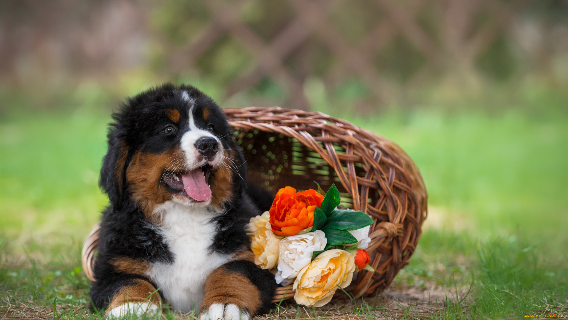 животные, собаки, природа, бернский, зенненхунд, щенок, собака, животное, цветы, корзина, трава