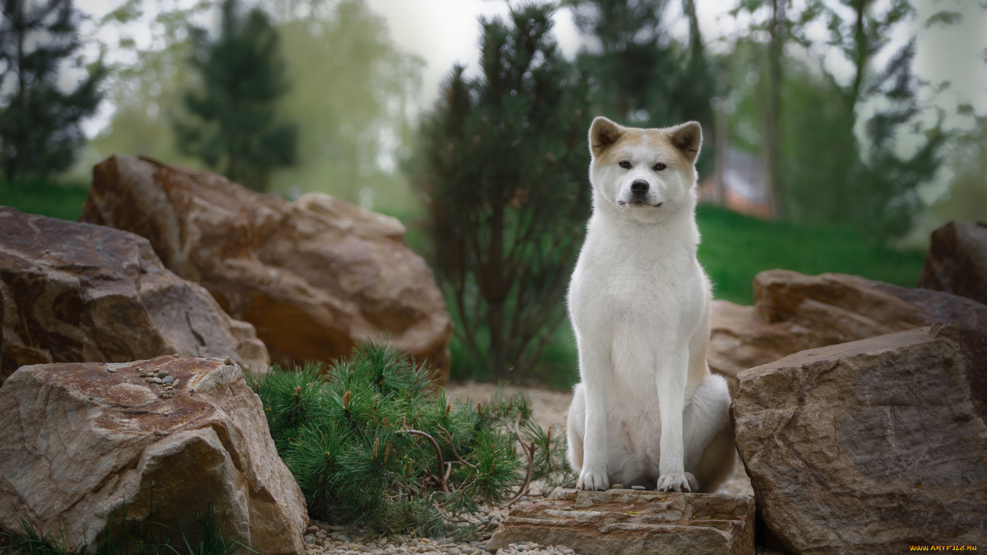 животные, собаки, природа, камни, хвоя, ветки, валуны, пёс, собака, животное, акита-ину