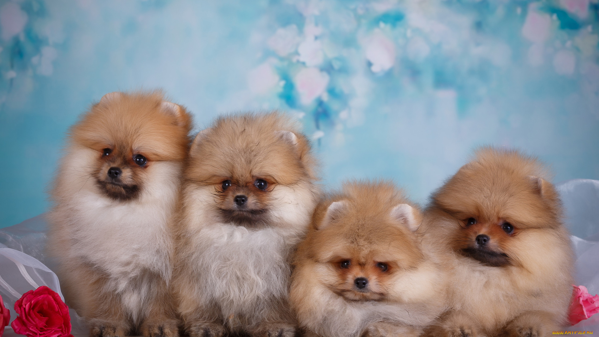 животные, собаки, щенята, щенки, шпиц, ткань, розы, цветы