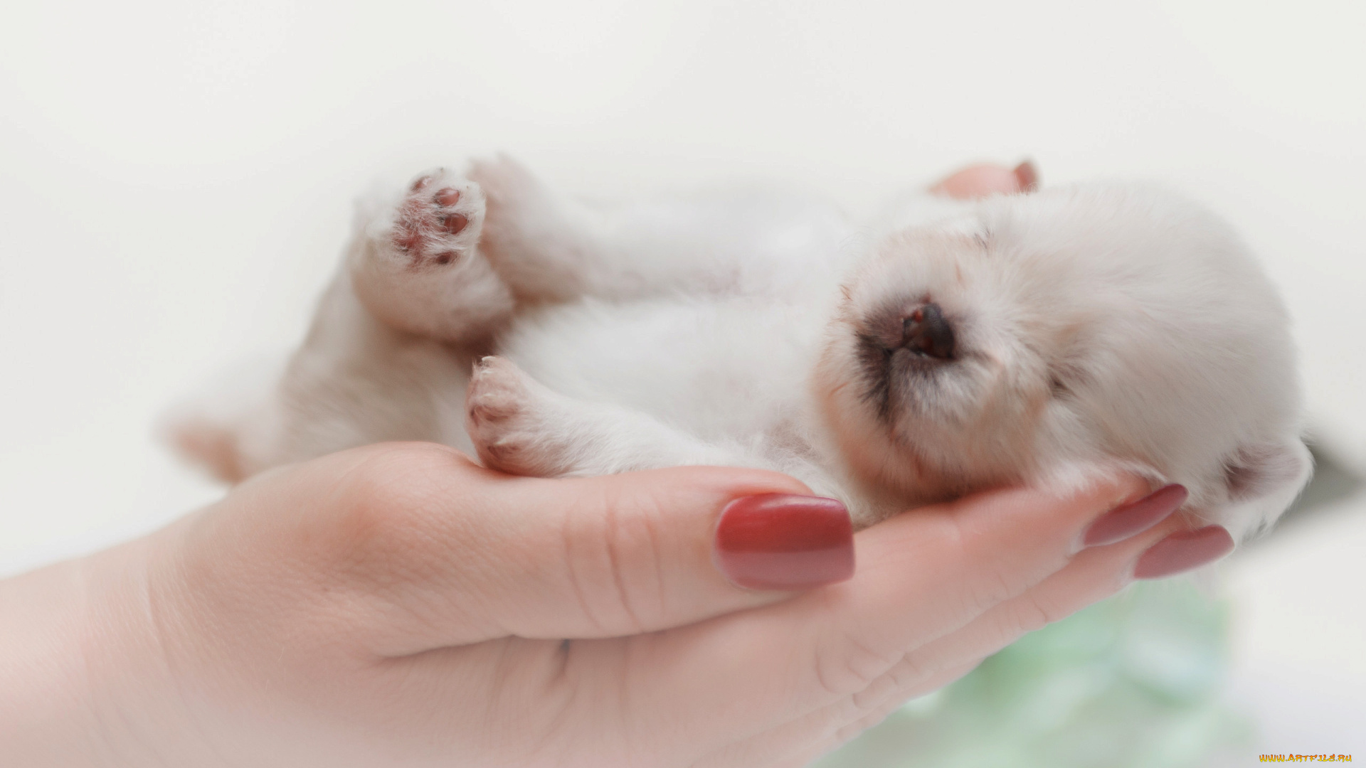 животные, собаки, шпиц, собака, животное, рука, щенок