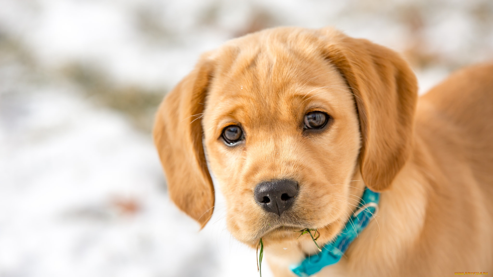 животные, собаки, собака, взгляд, мордашка, щенок