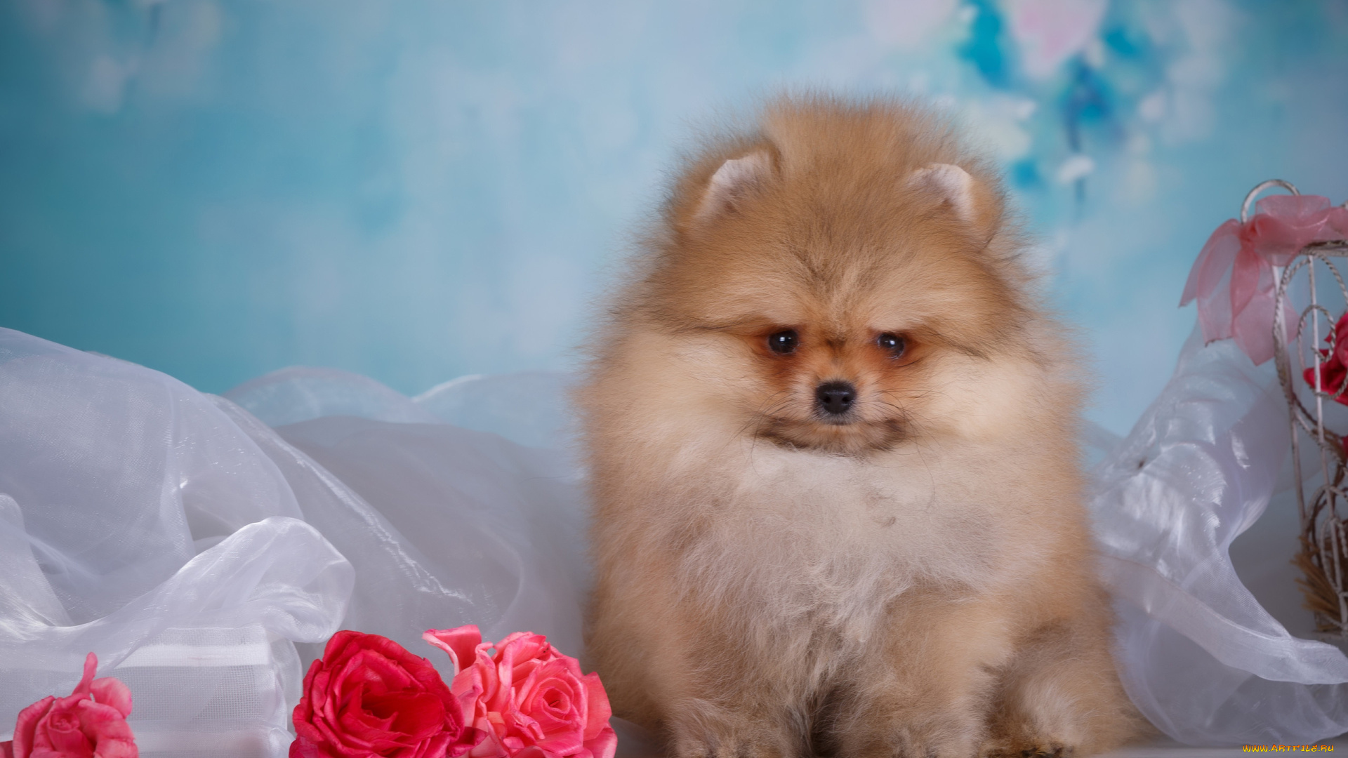 животные, собаки, собака, животное, розы, цветы, ткань, щенок, шпиц