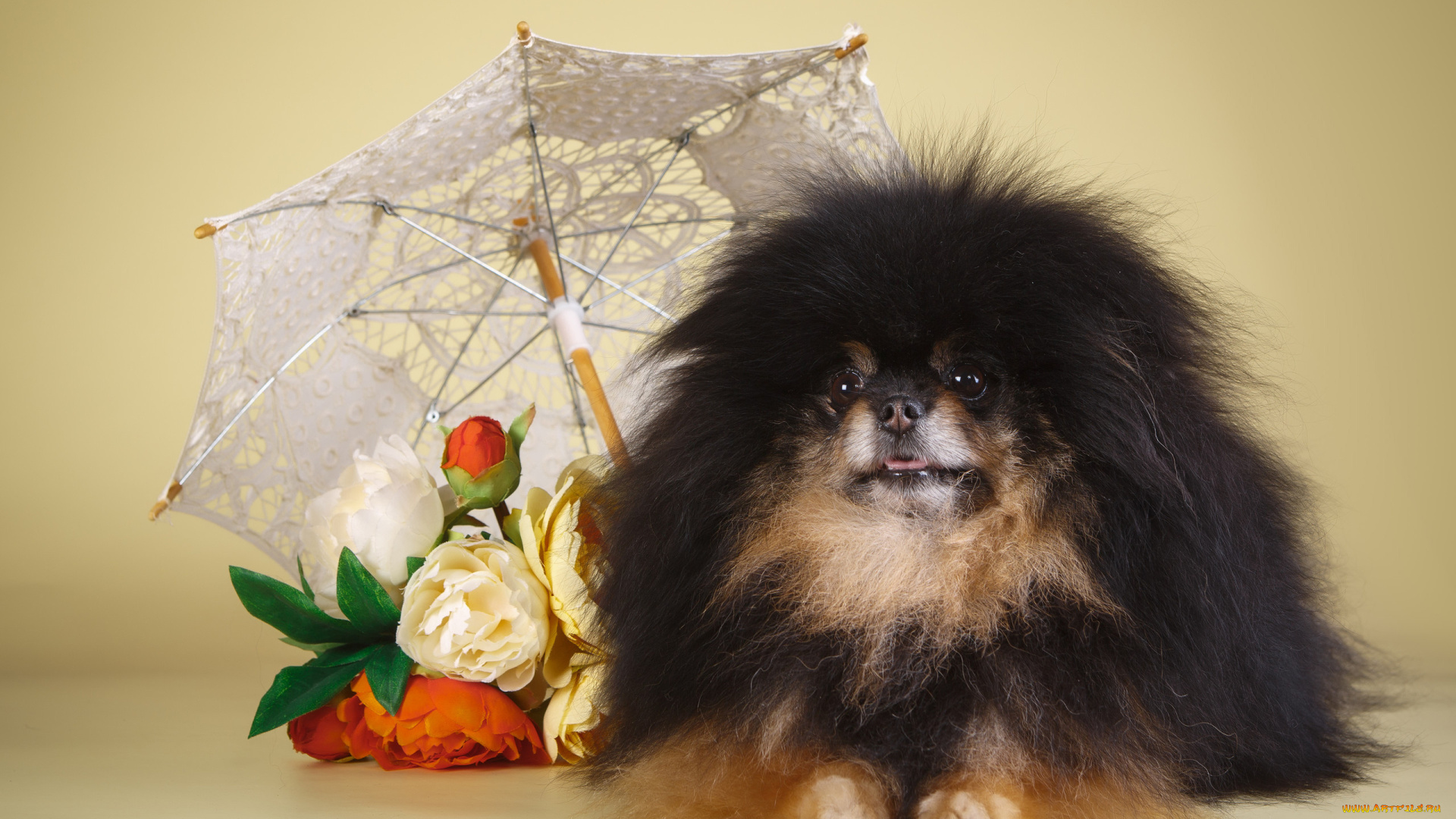 животные, собаки, зонтик, букет, шпиц, щенок, собака, животное, цветы