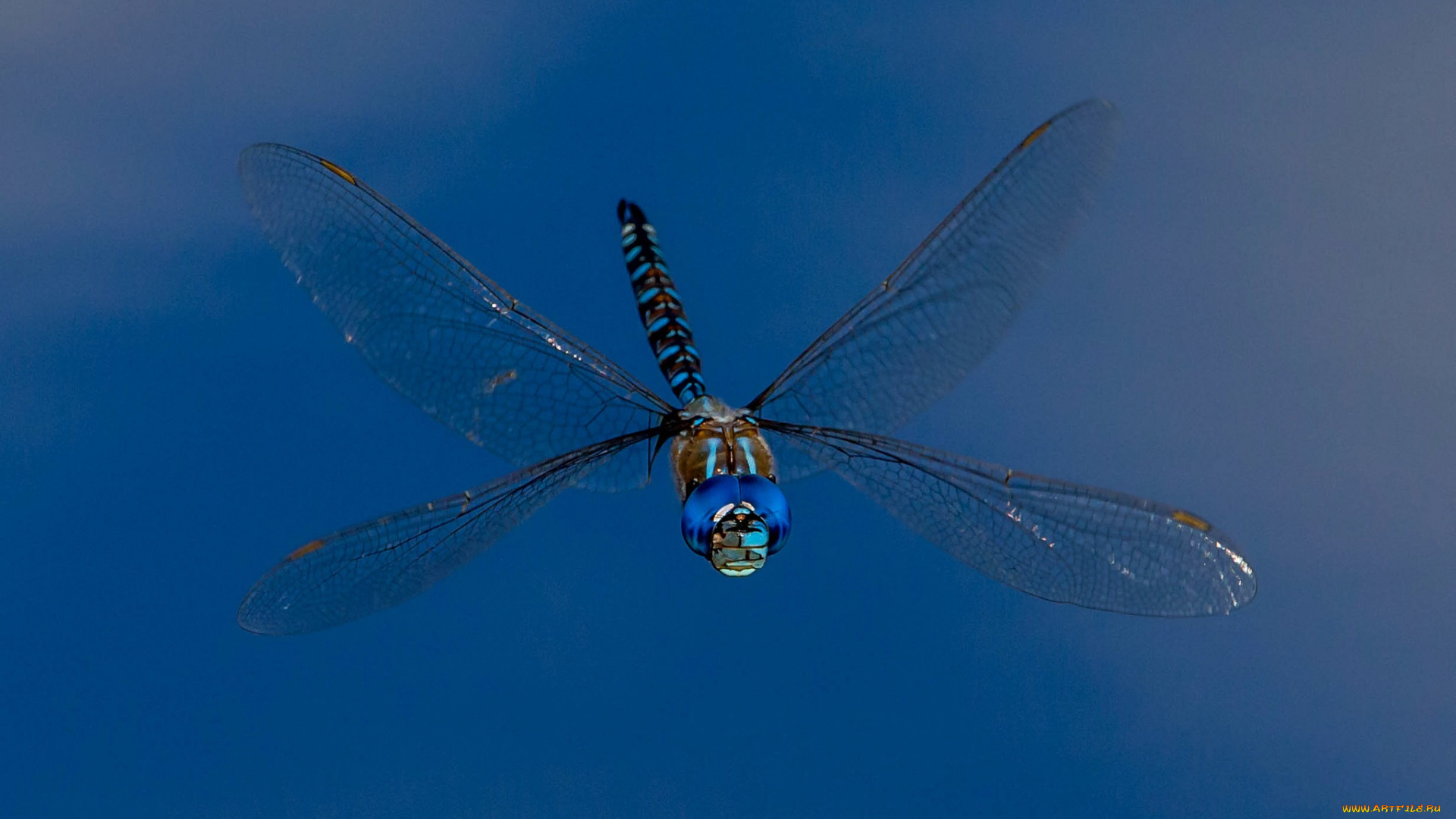 животные, стрекозы, стрекоза, крылья, насекомое