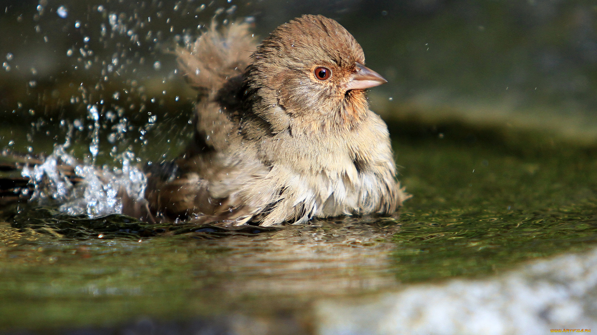 животные, воробьи, воробей, лужа, вода, брызги, птицы, птица