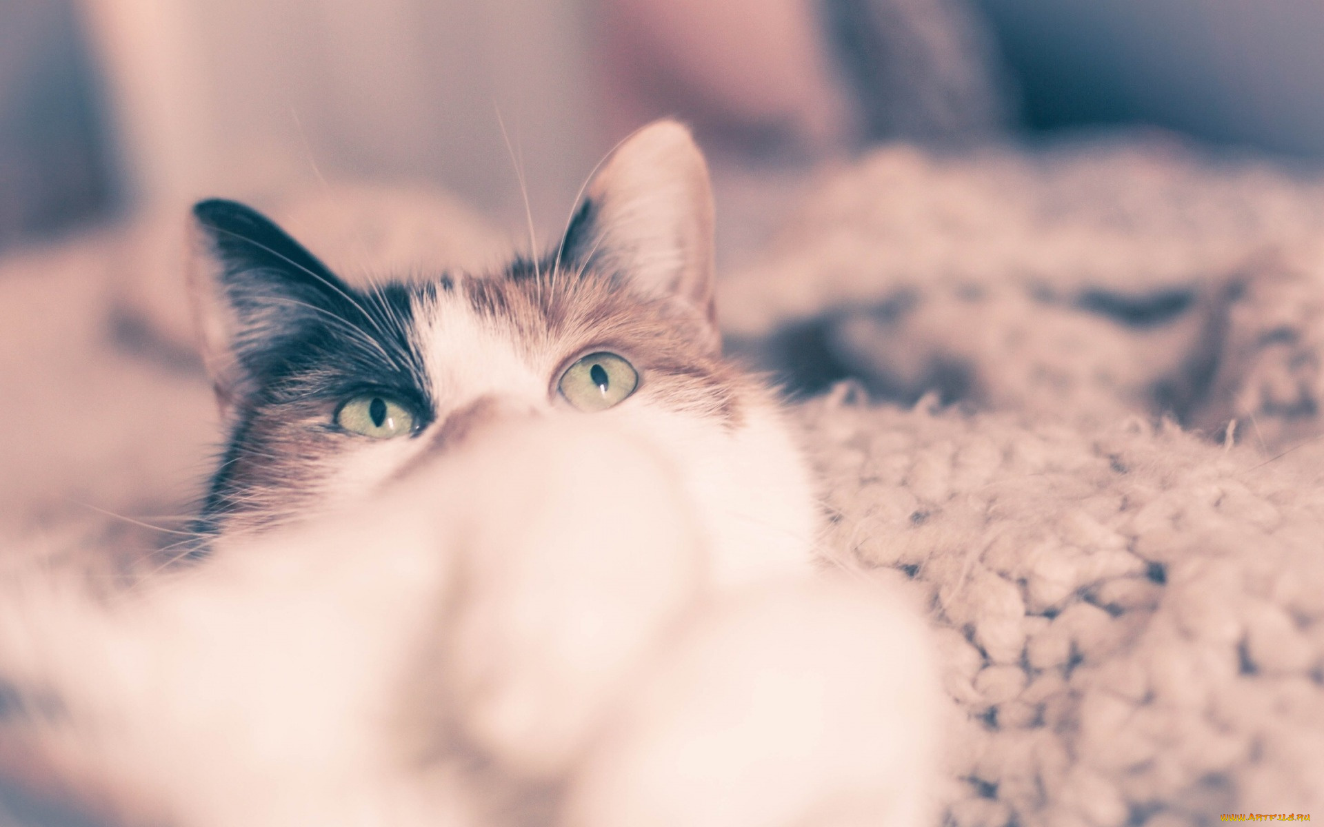 животные, коты, глядя, глаза, кот, уши