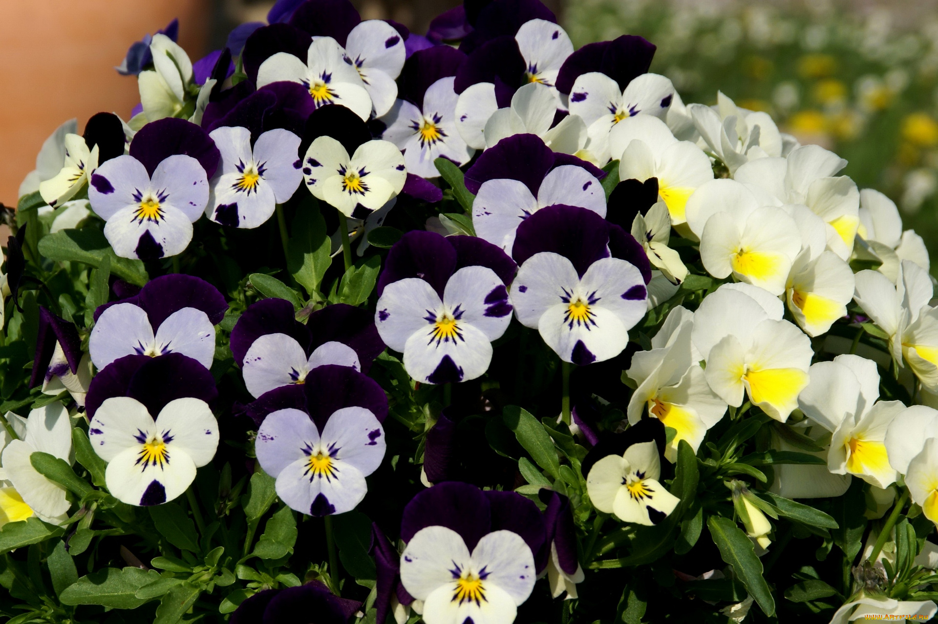 цветы, анютины, глазки, , садовые, фиалки, разноцветные