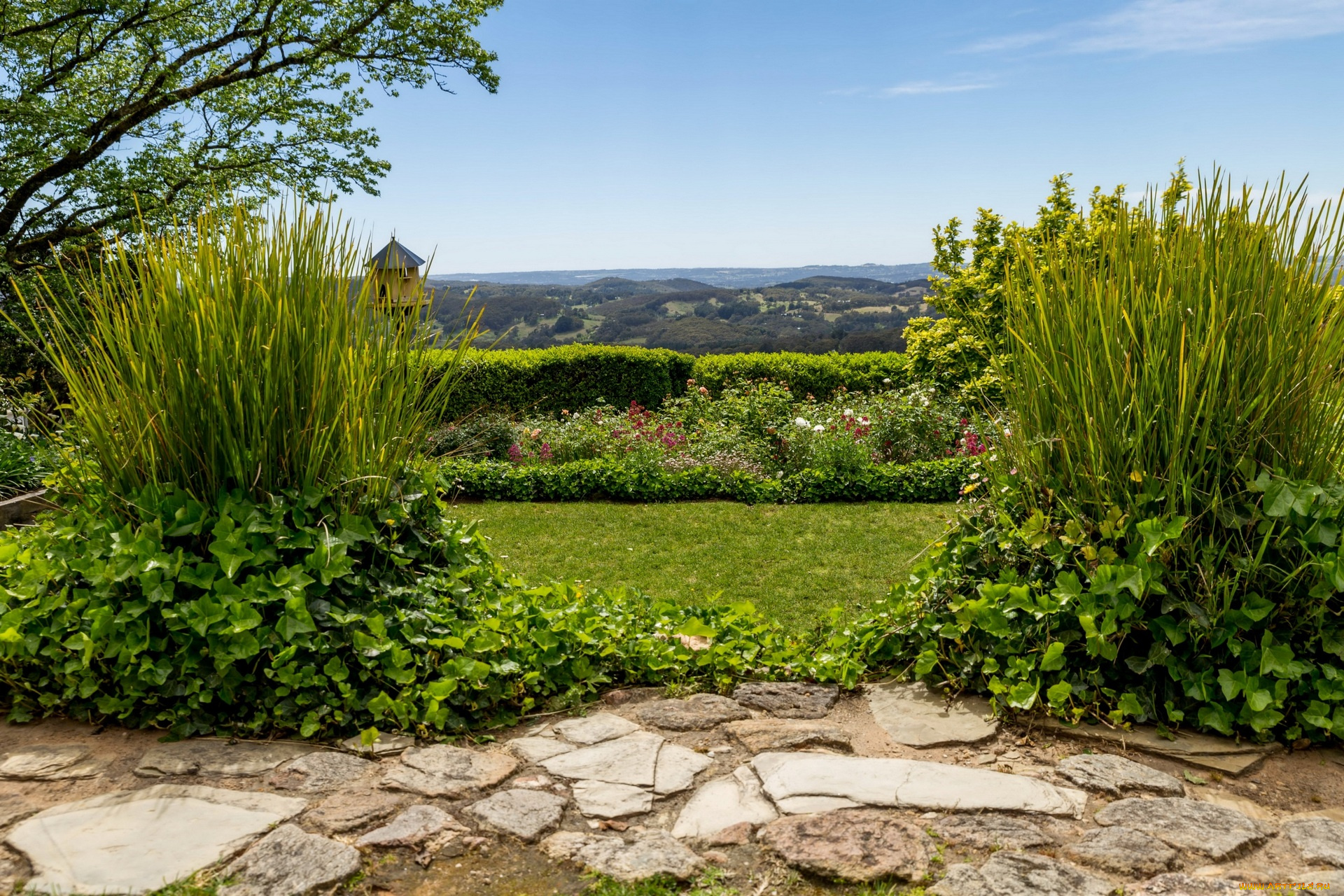 австралия, природа, парк, деревья, цветы, дорожка, растения