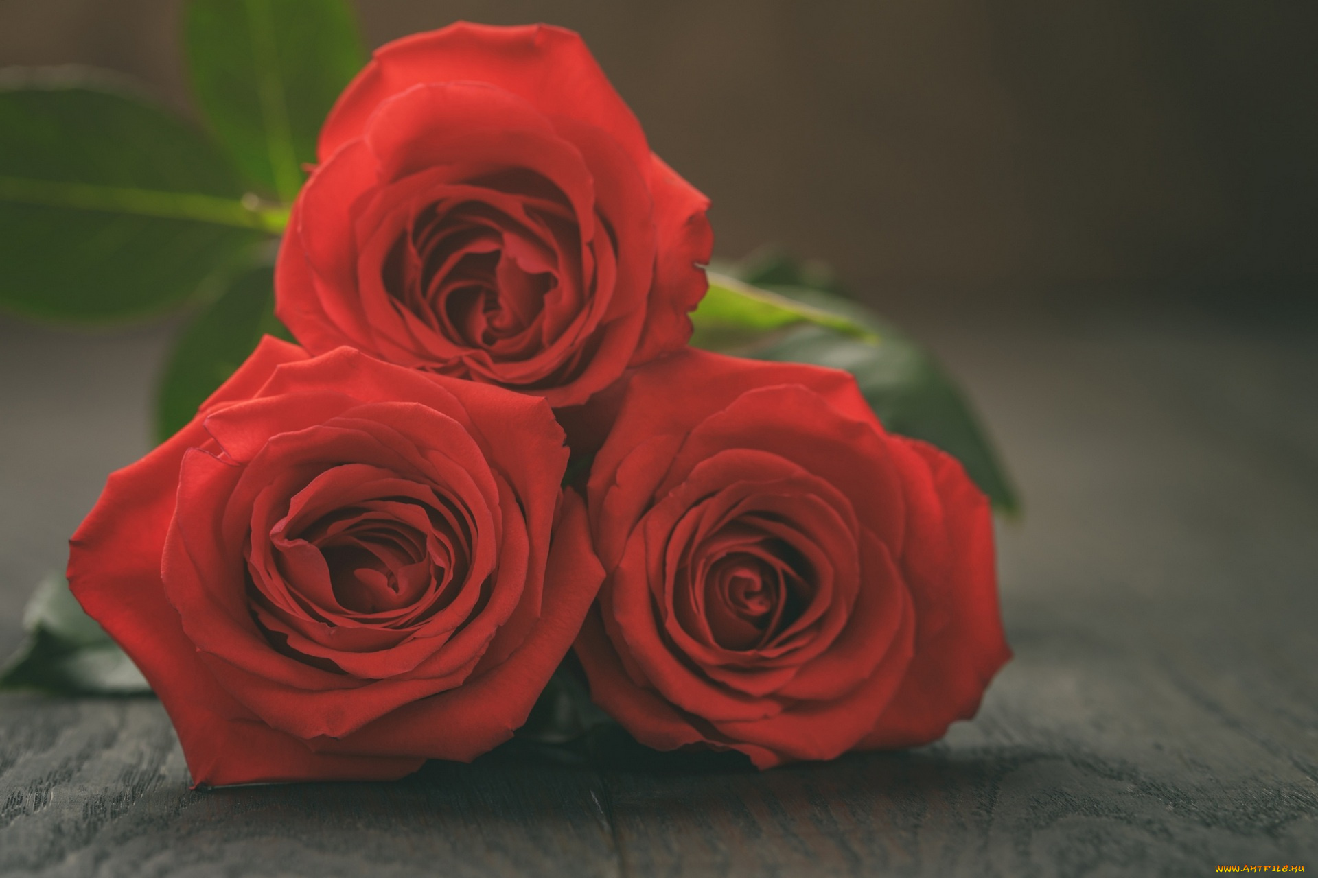 цветы, розы, букет, красный, цвет