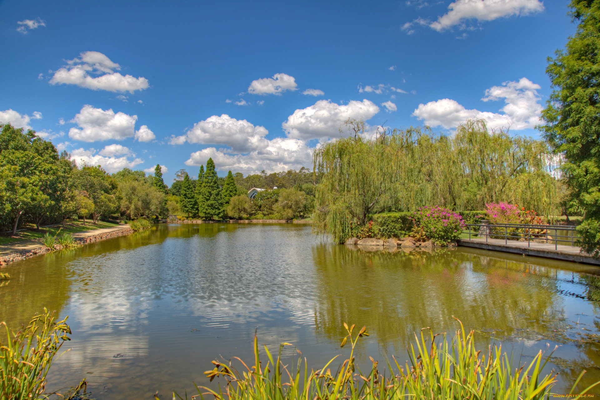 австралия, природа, парк, цветы, мост, водоем, облака, деревья, растения