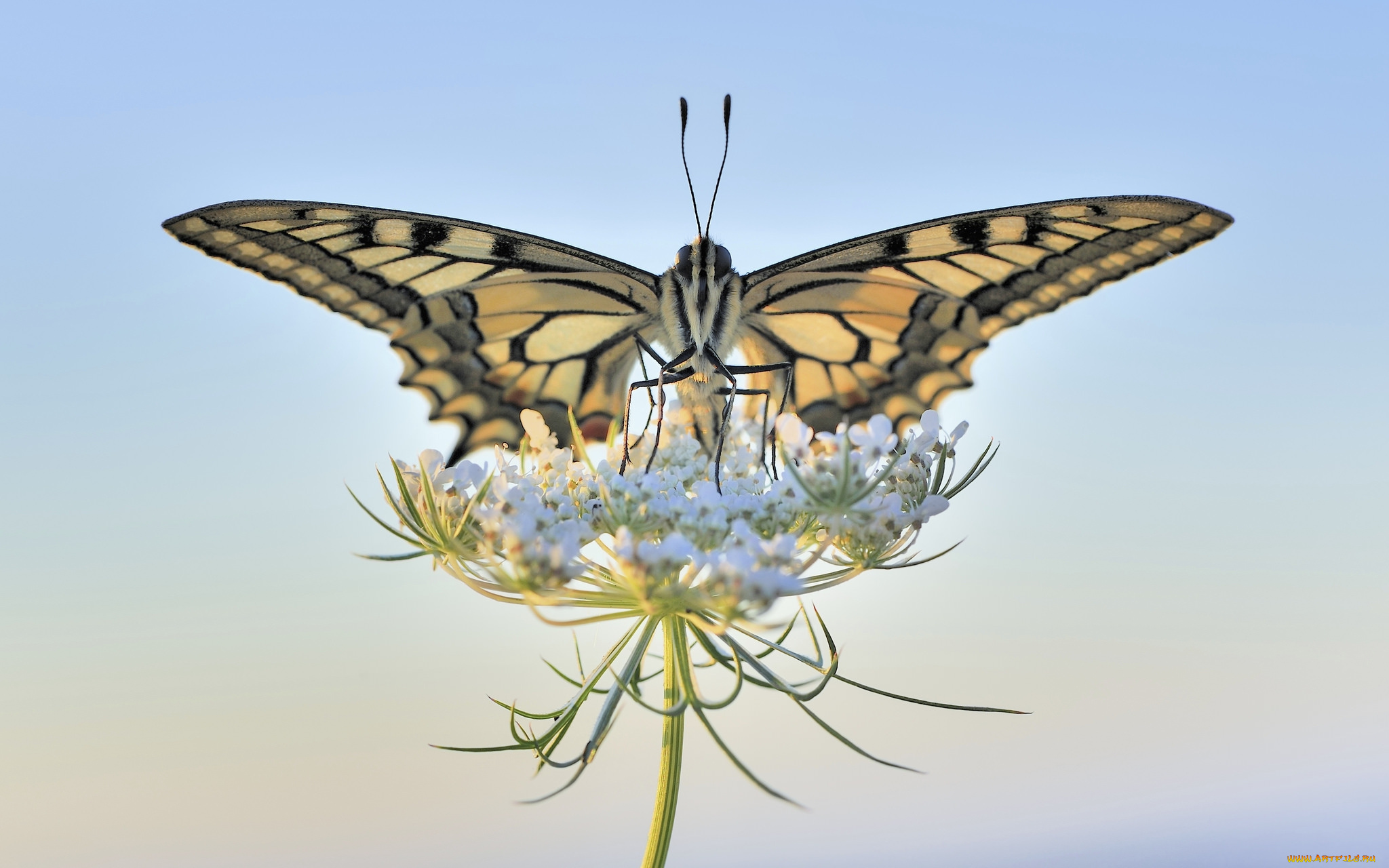 животные, бабочки, , мотыльки, , моли, бабочка